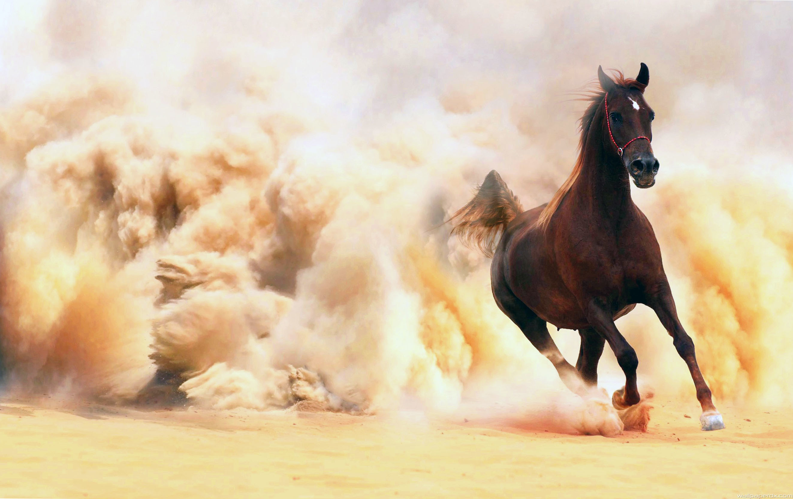 Image: Horse, galloping, dust, sand