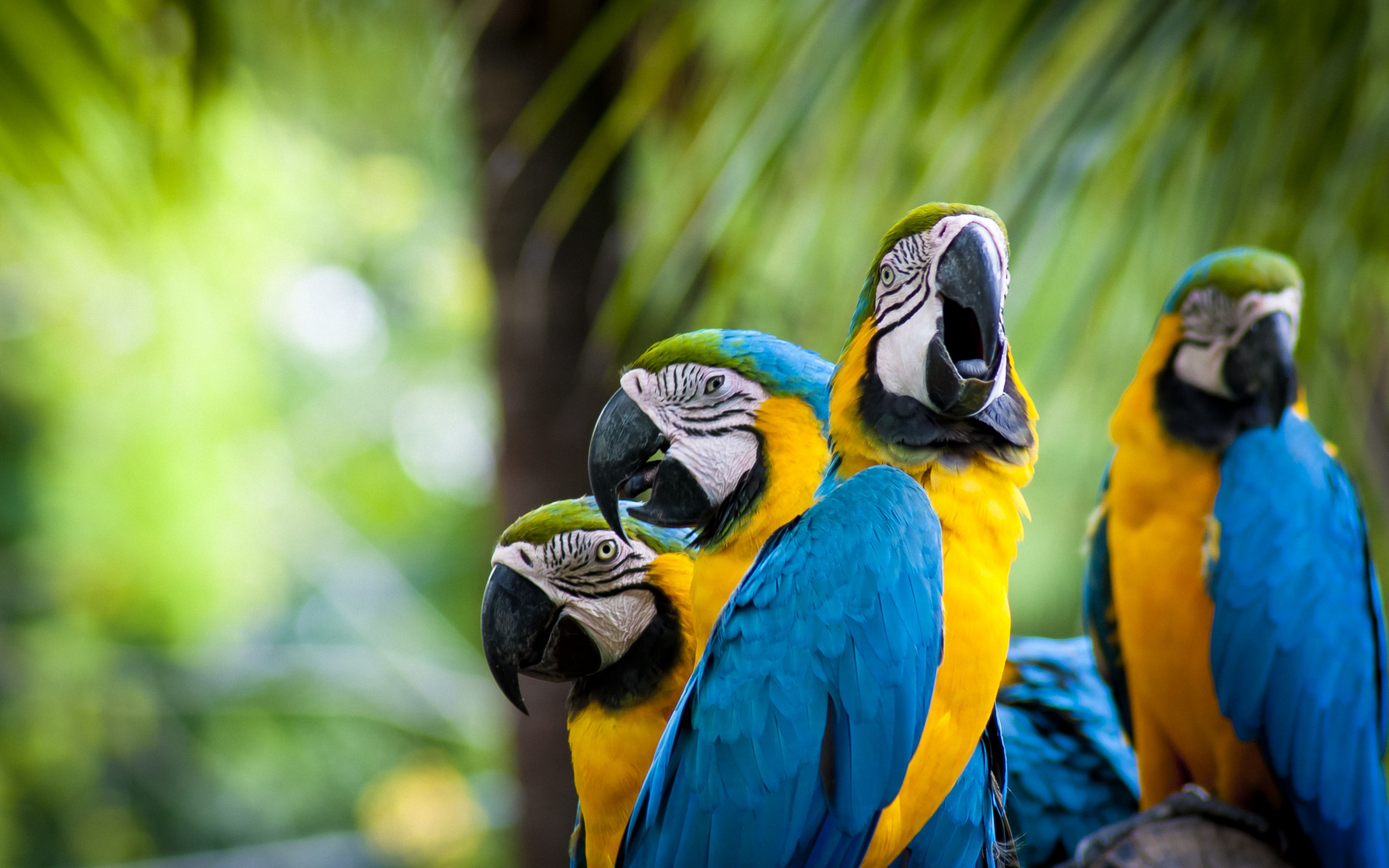 Image: Parrots, macaws, birds, beak, feathers, color, color
