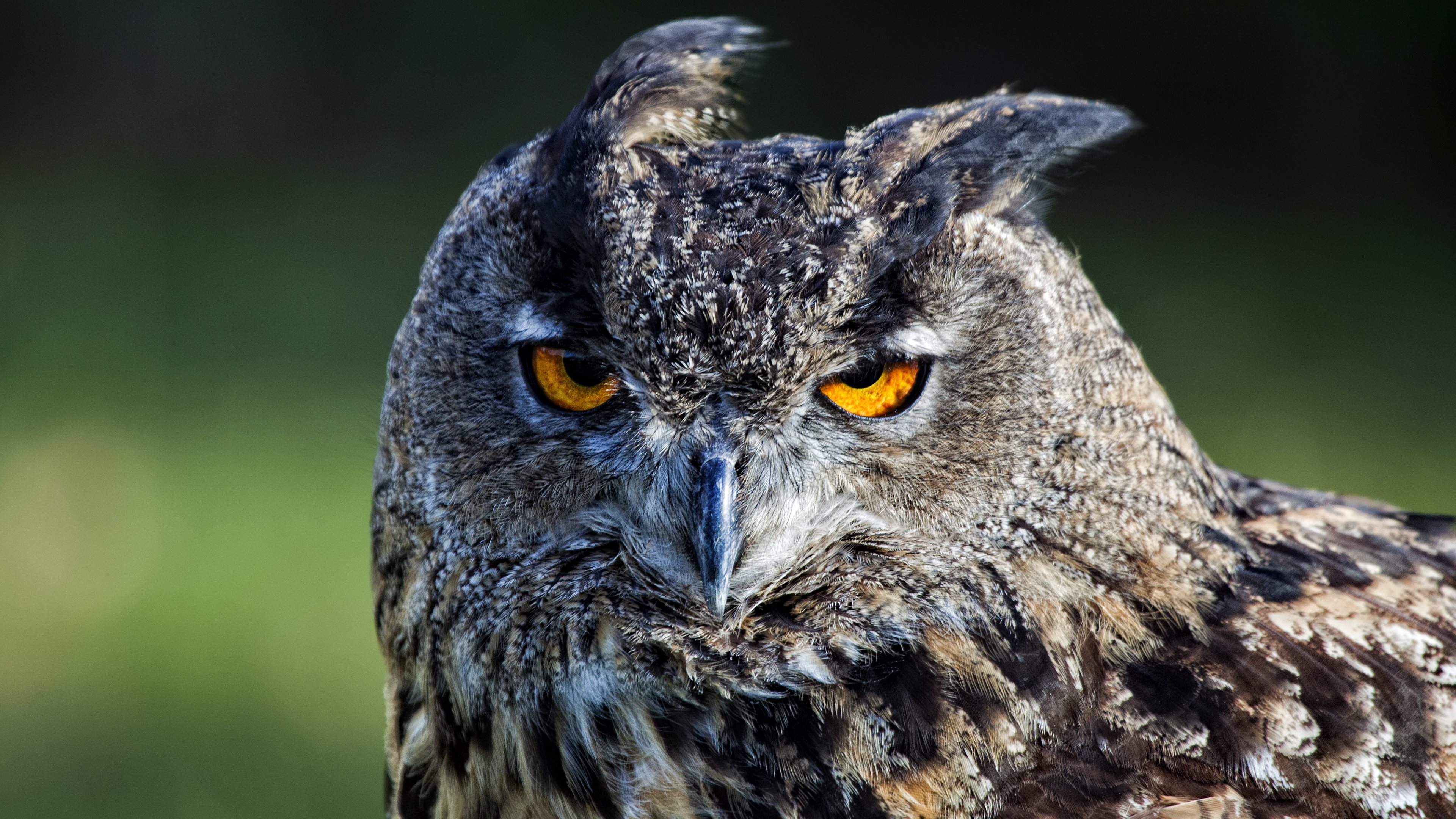 Image: Bird, long-eared owl, feathers, eyes, wind