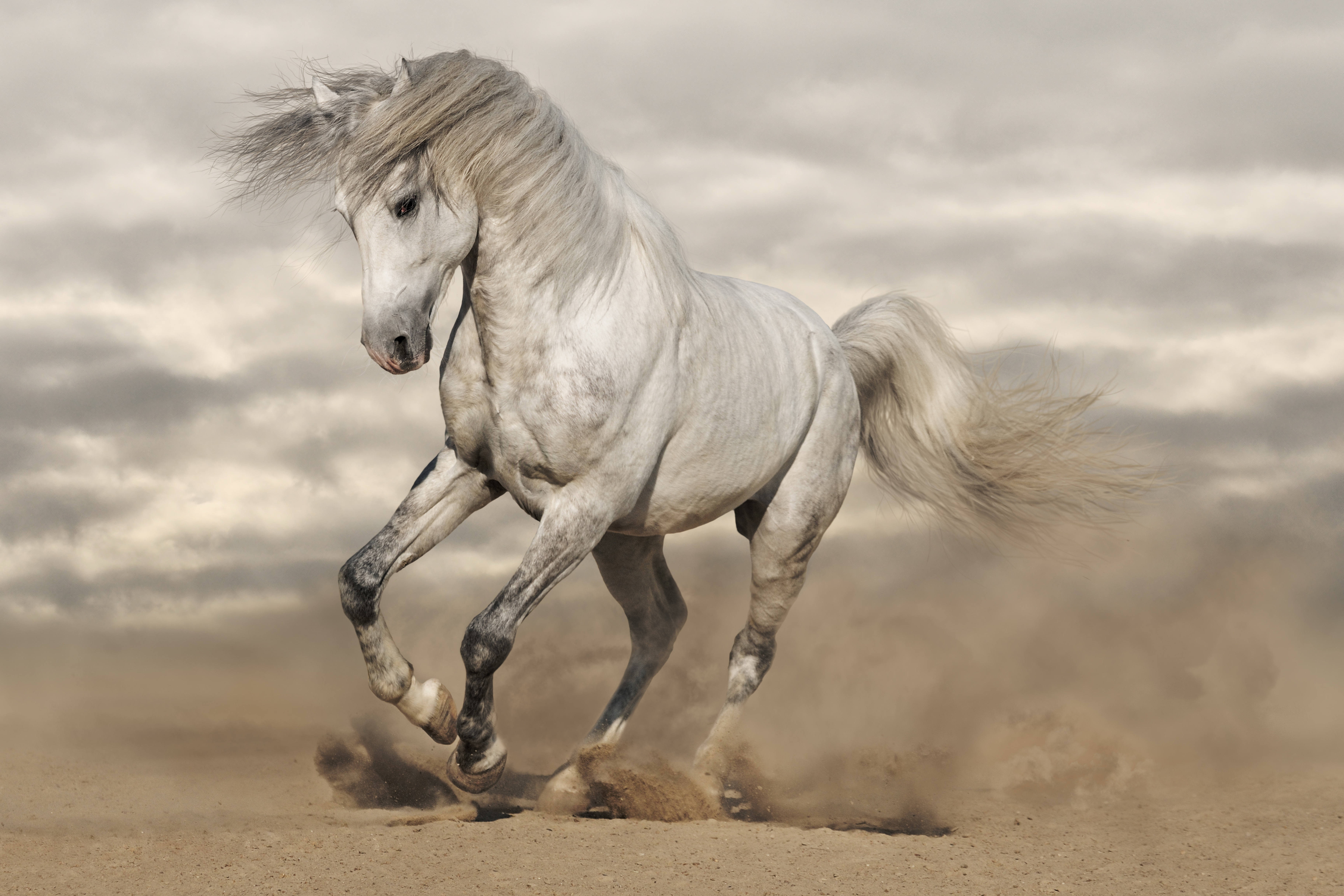 Image: Horse, white, grace, sand, dust, gallop, maneuver, clouds