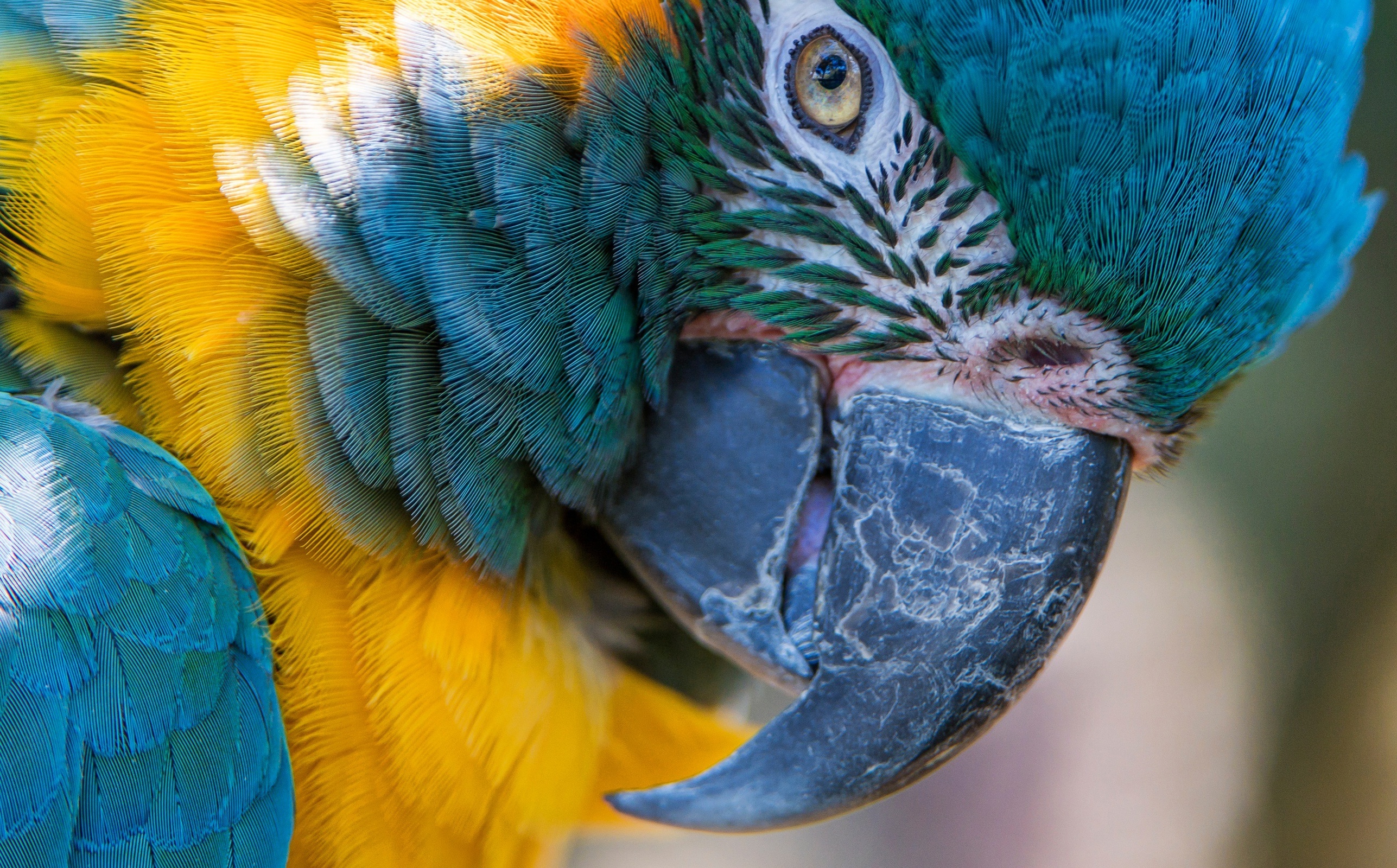 Image: Macro, parrot, bird, feathers, beak, blue, yellow