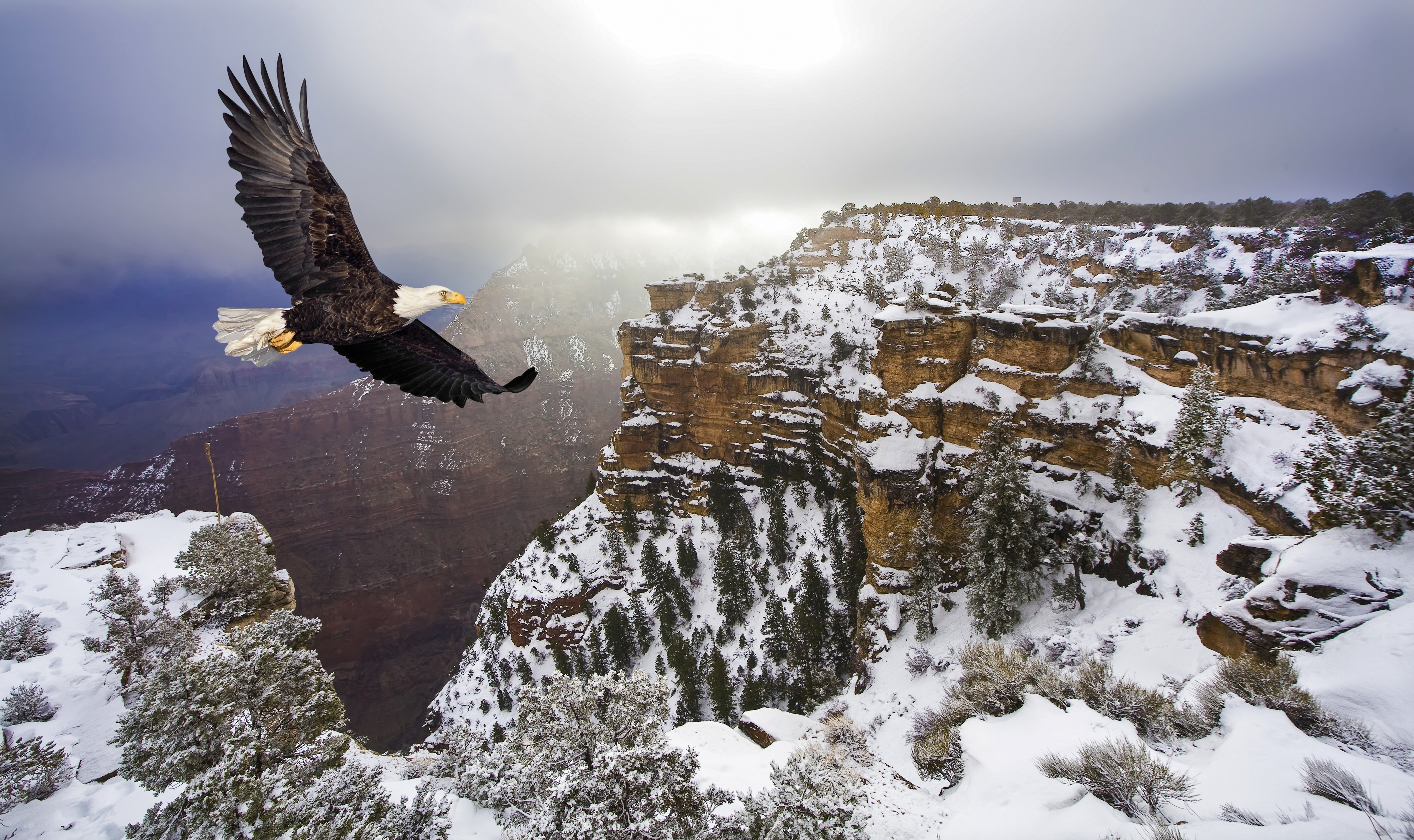 Image: Bald eagle, eagle, flying, wings, mountains, winter, snow, height, bird, predator