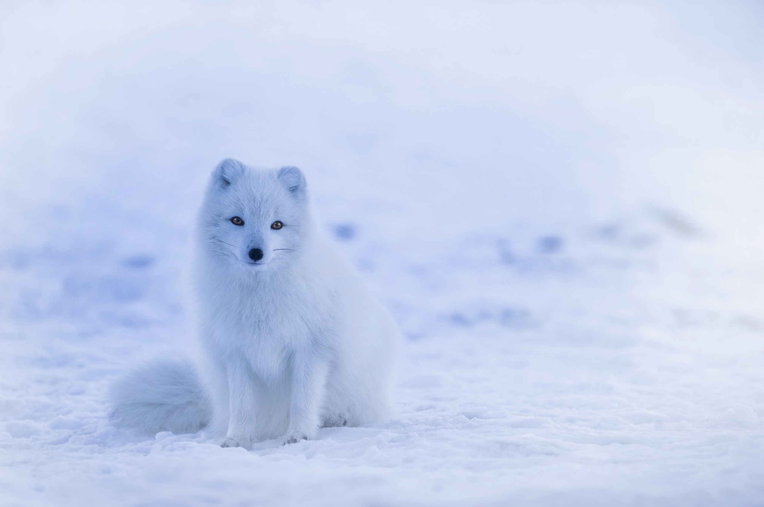 Картинка: Песец, белая, полярная, лисица, лиса, снег, зима