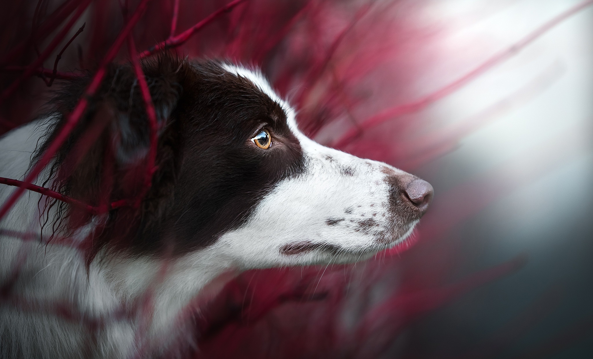 Image: Dog, border collie, breed, snout, watching, blurred background