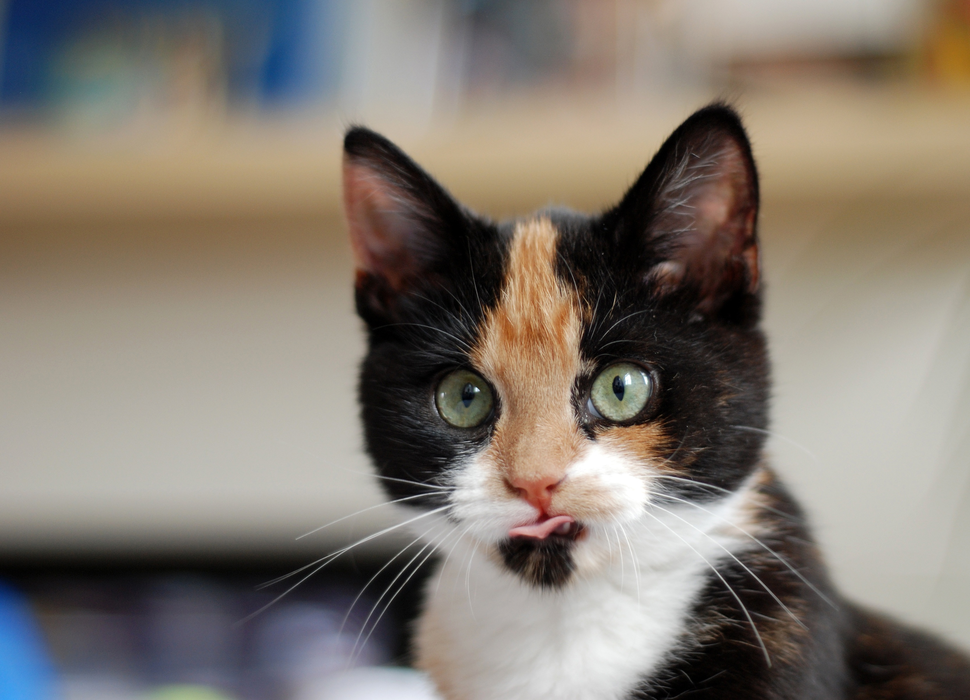 Image: tri-color, cat, face, color, eyes, tongue, whiskers