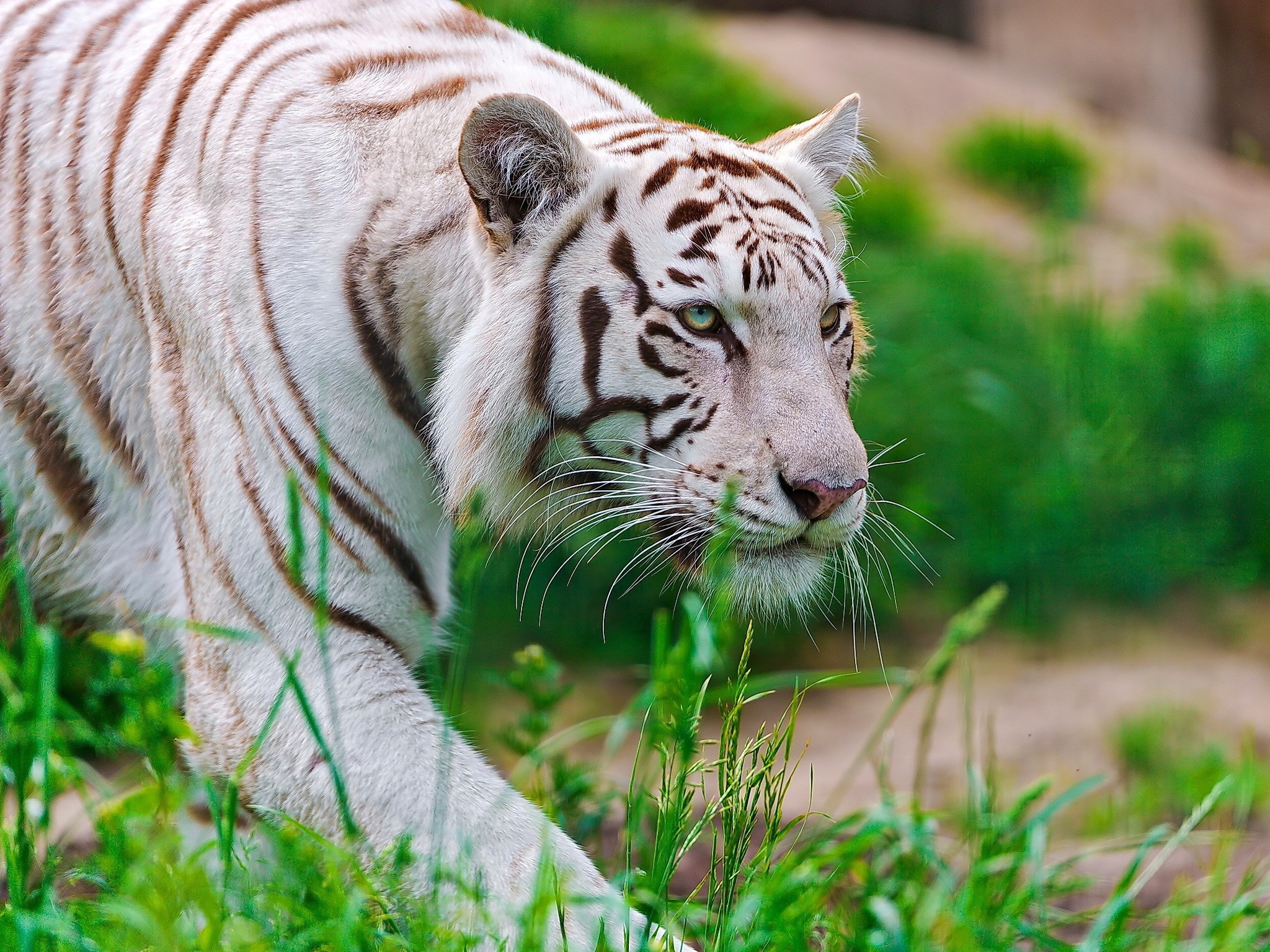 Image: White, tiger, grass, look, sneaks