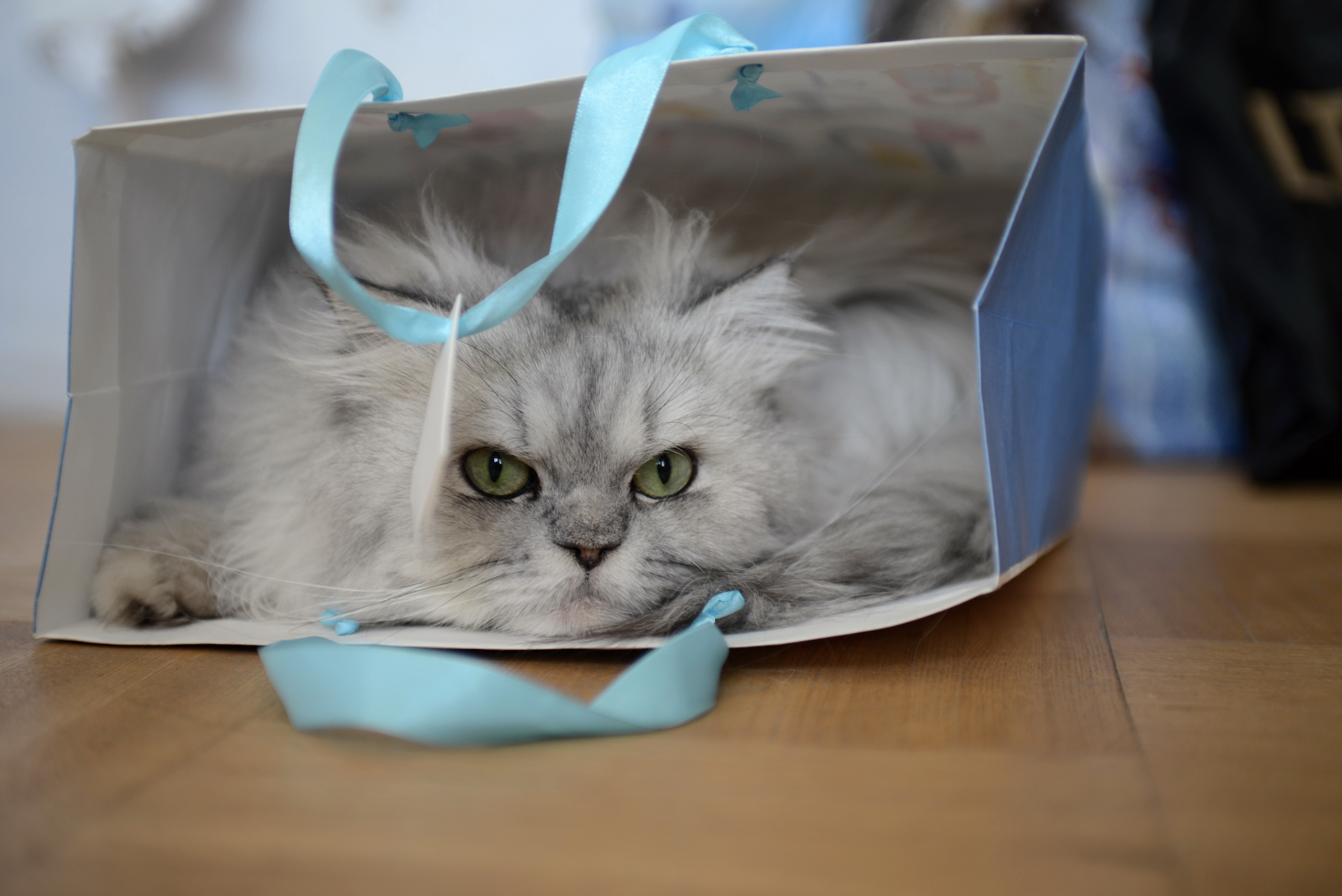 Image: Cat, persian, eyes, glance, hair, face, package, ribbon, lies