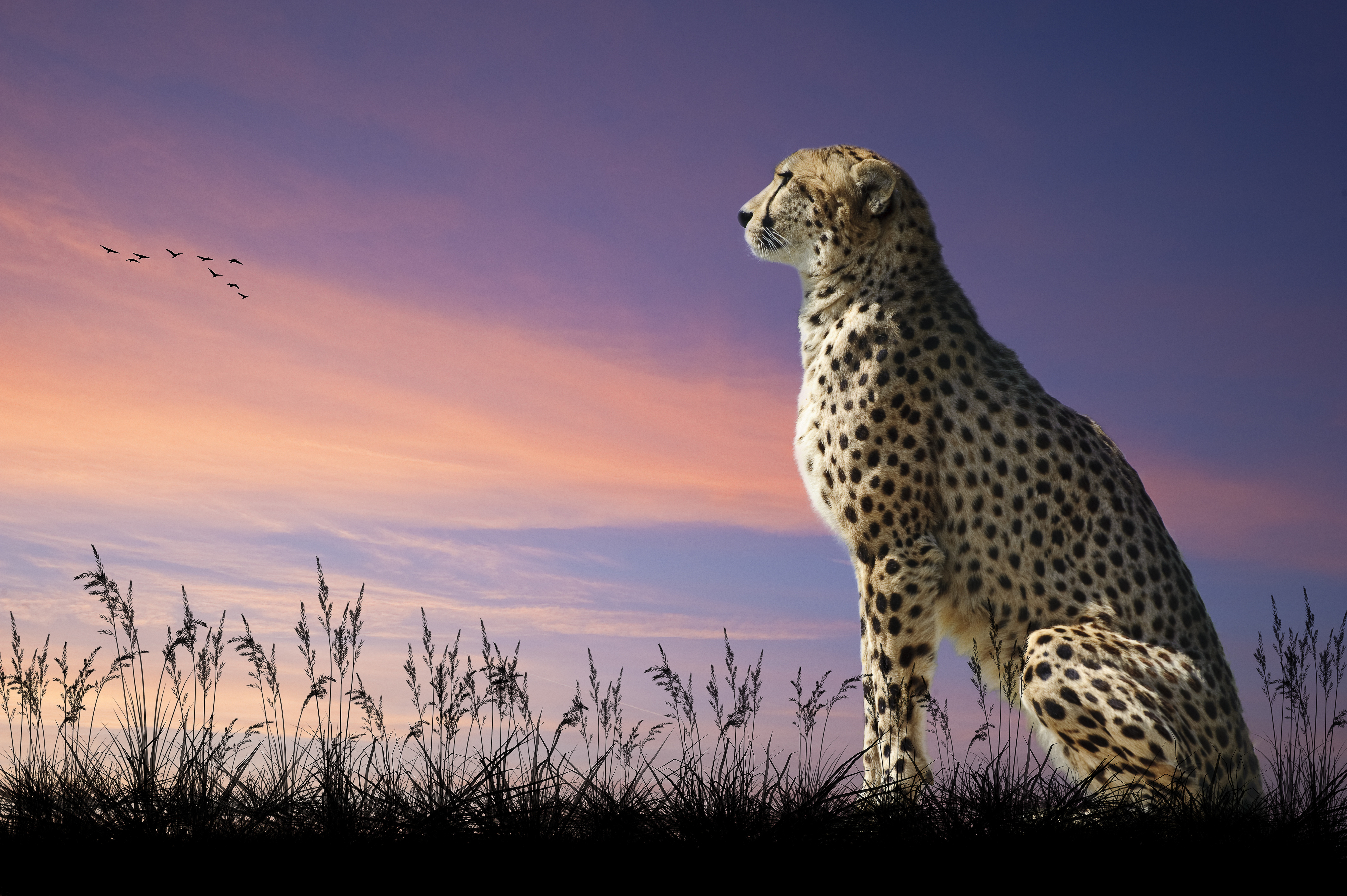 Картинка: Гепард, кошка, пятна, хищник, взгляд вдаль, вечер, небо, природа