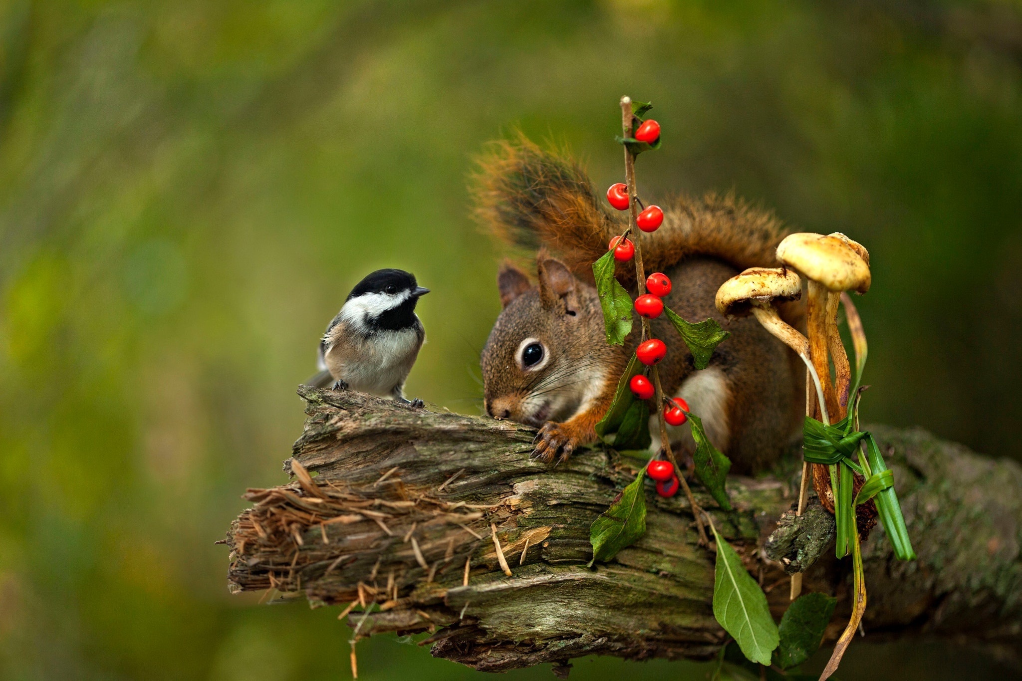 Image: Bird, chickadee, squirrel, rodent, gnaws, wood, berries, mushrooms