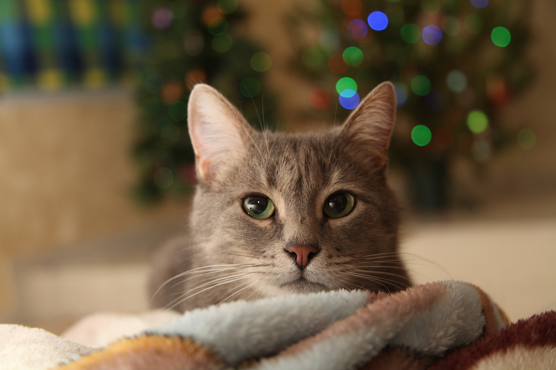 Image: Cat, red, muzzle, whiskers, eyes, green, plaid, lying down, warm, lights, holiday