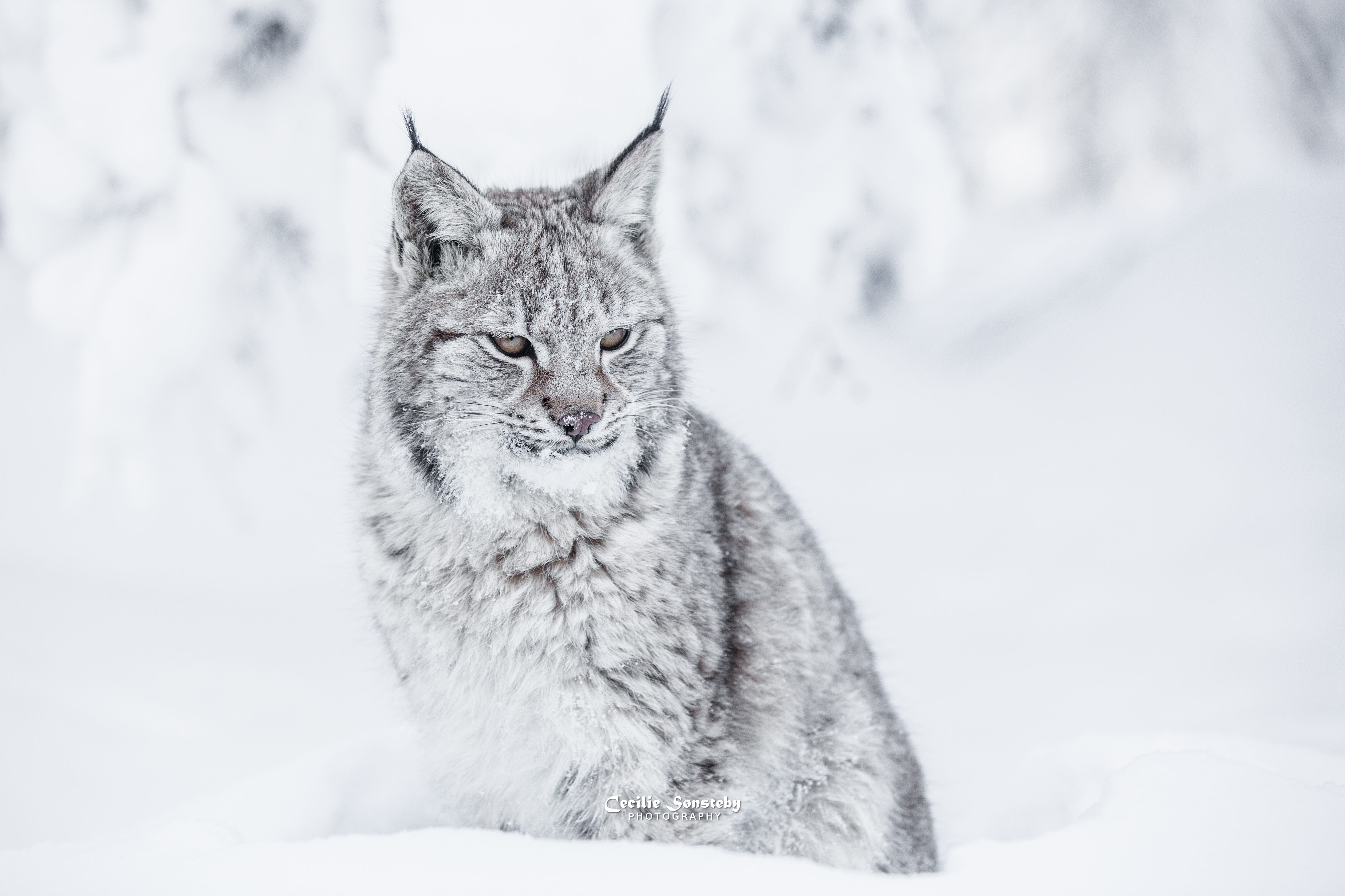 Image: Lynx, cat, predator, winter, snow, photography, Cecilie Sønsteby