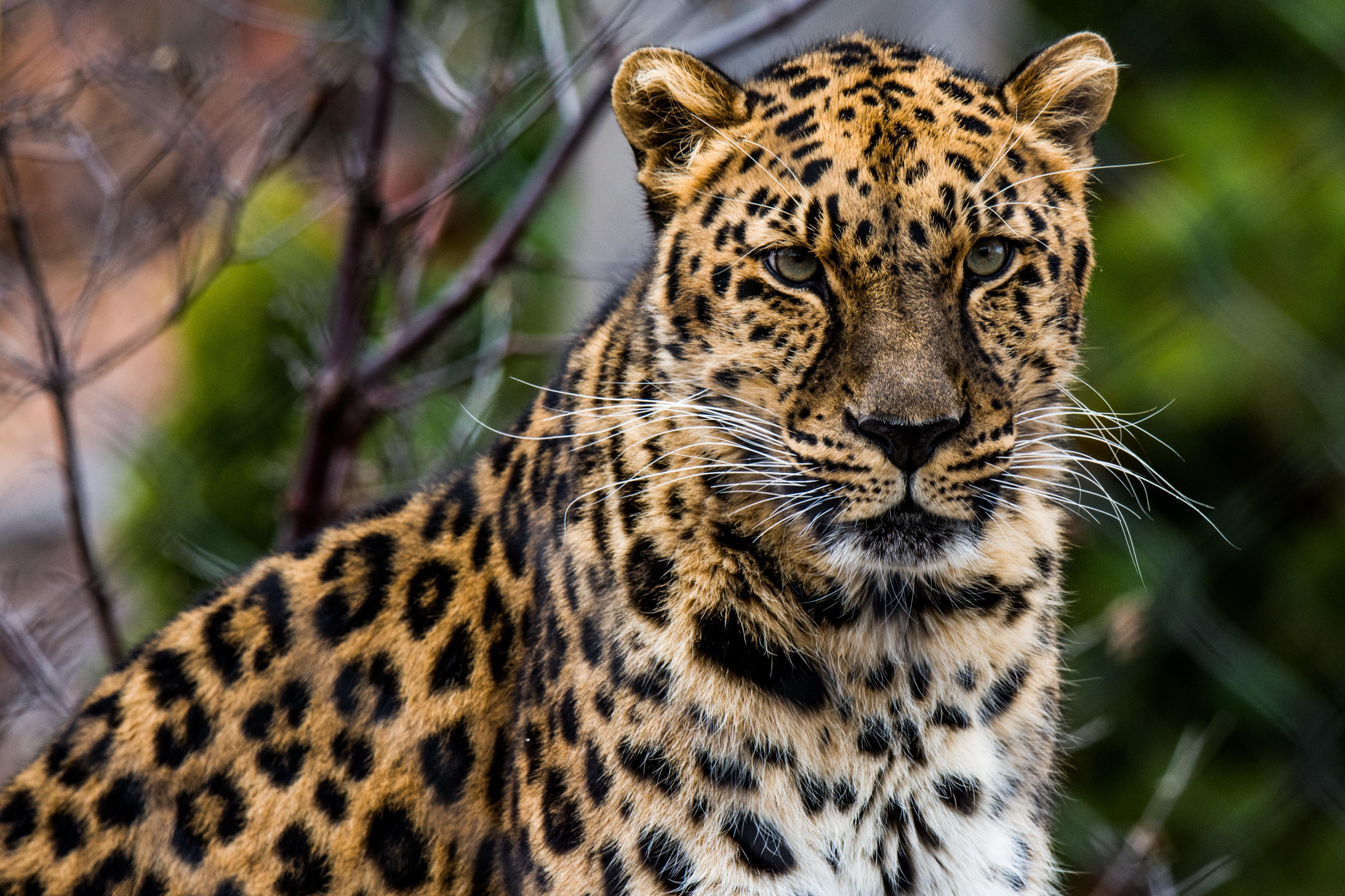 Image: Leopard, predator, cat, animal, whiskers, muzzle