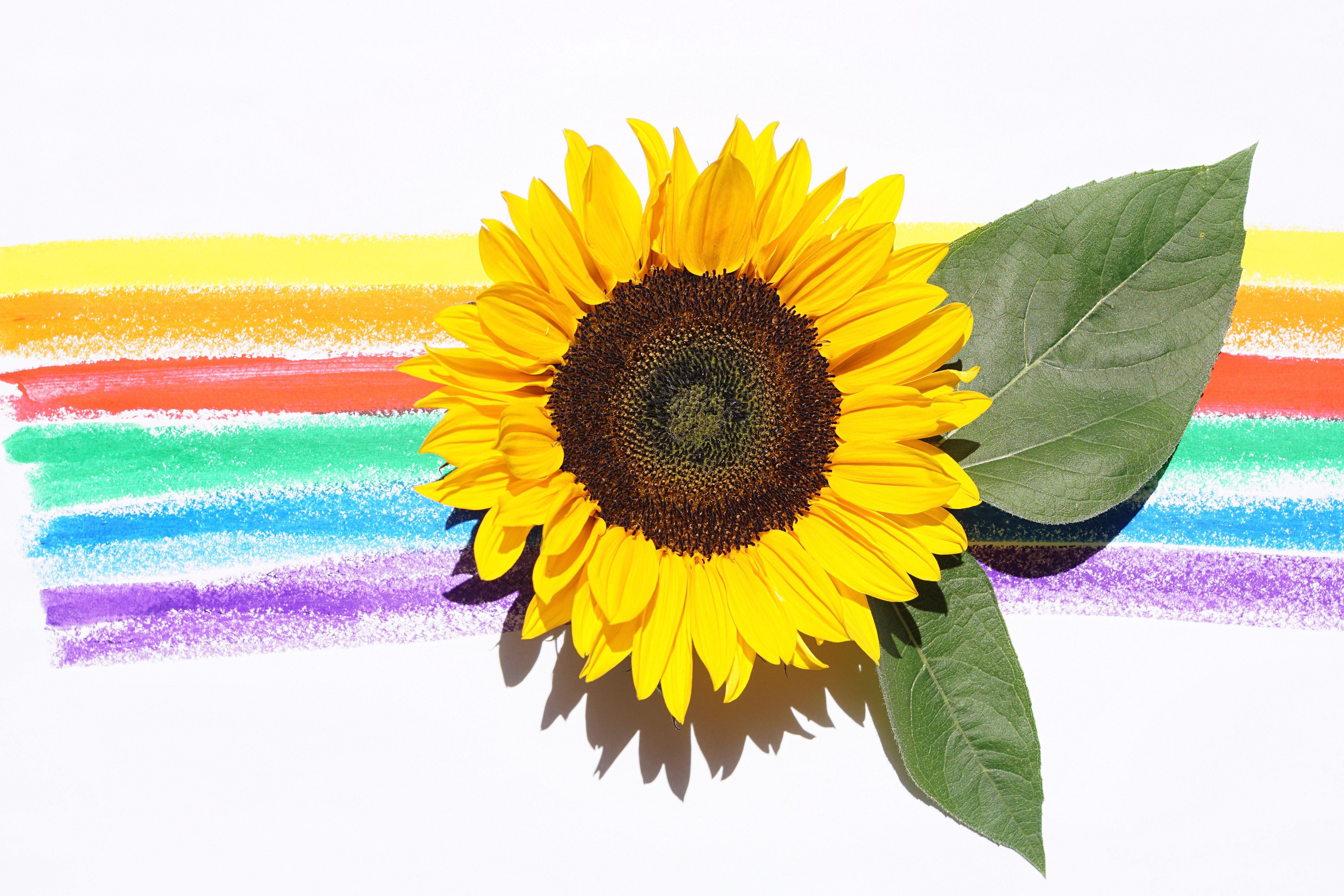Image: Sunflower, yellow, leaves, stripes, colored, colorful, contrast, white background