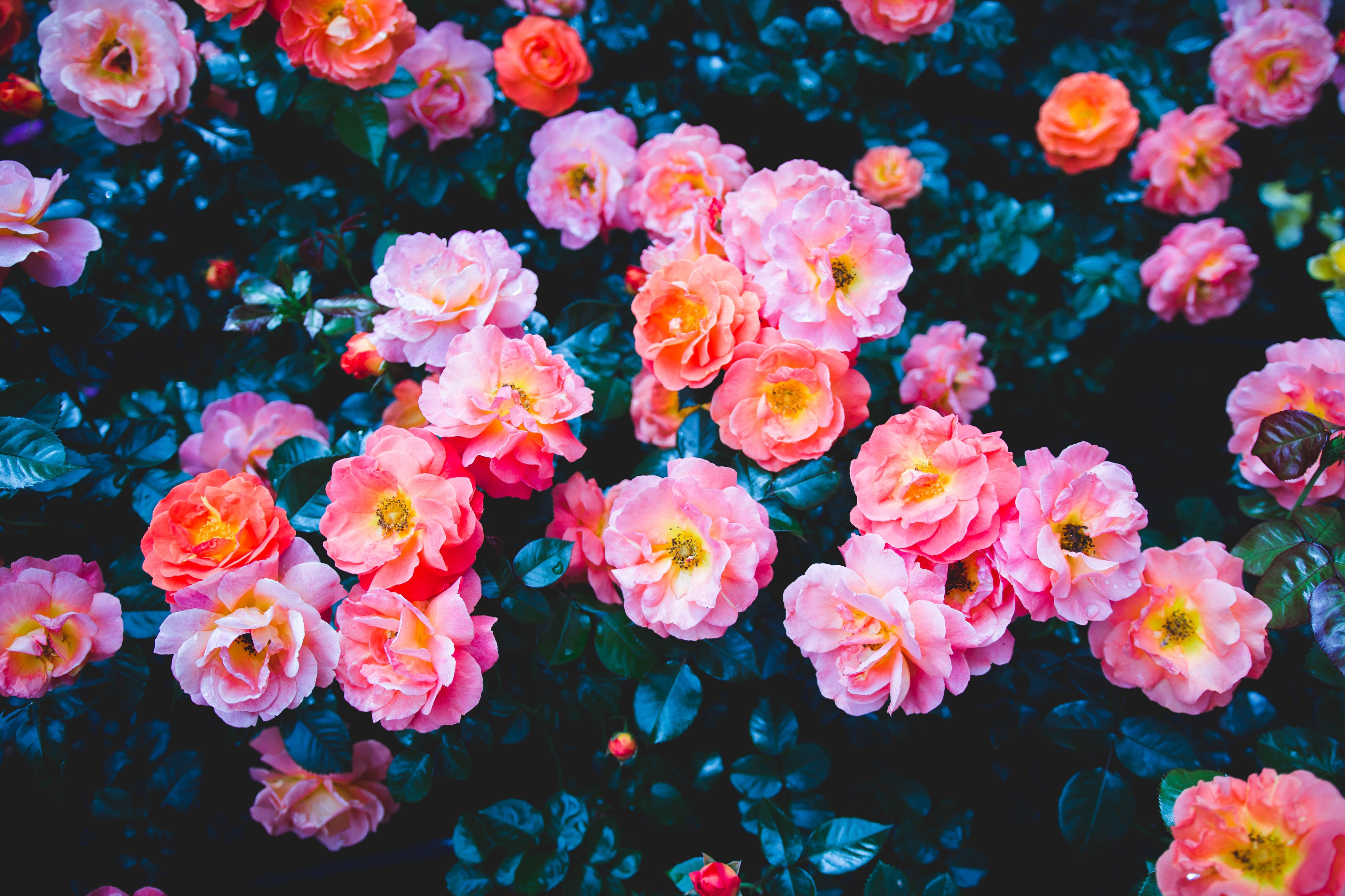 Image: Flowers, shrub, rose, pink, leaves