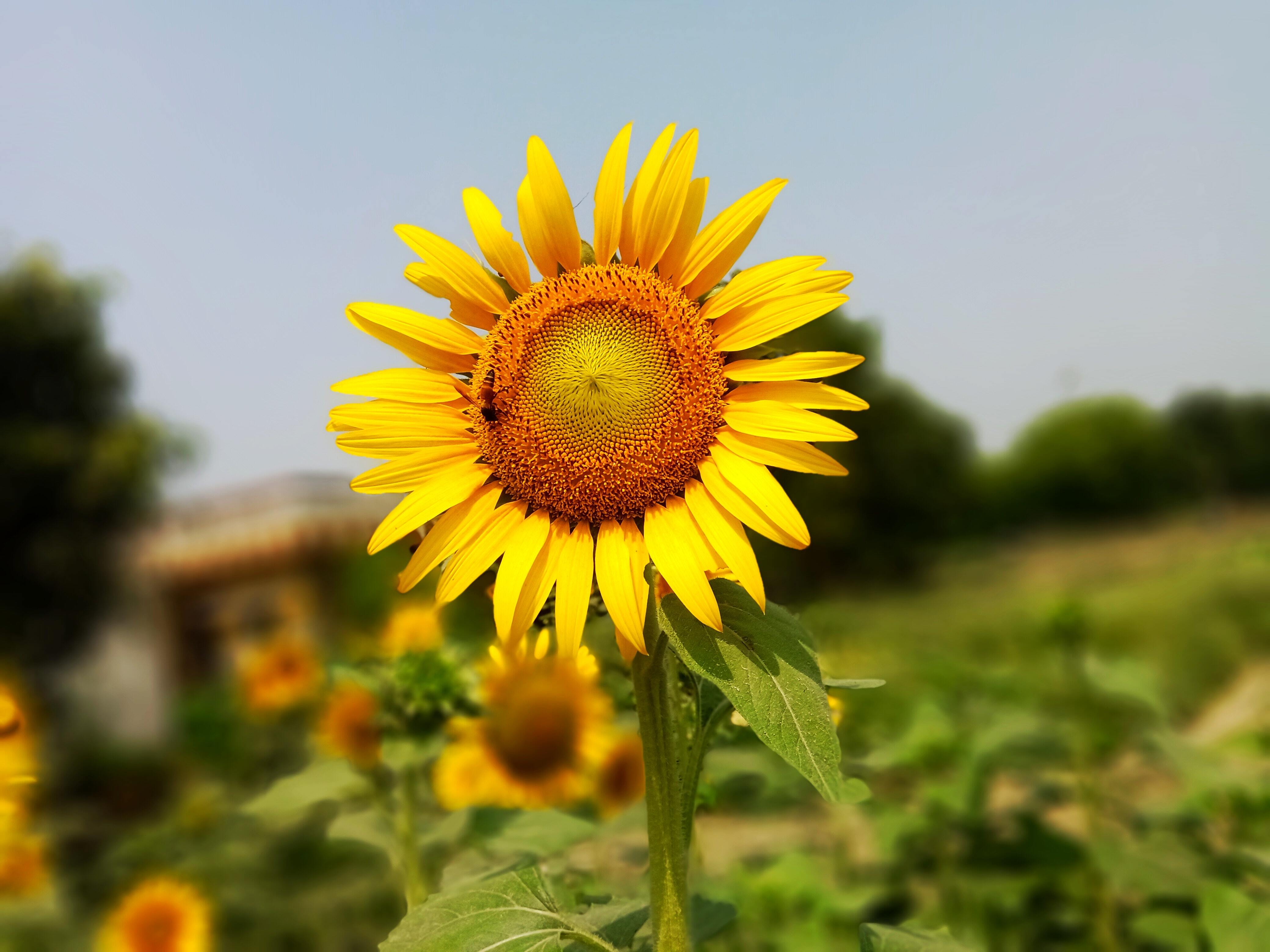 Image: Sunflower, insect, bee, field, blur