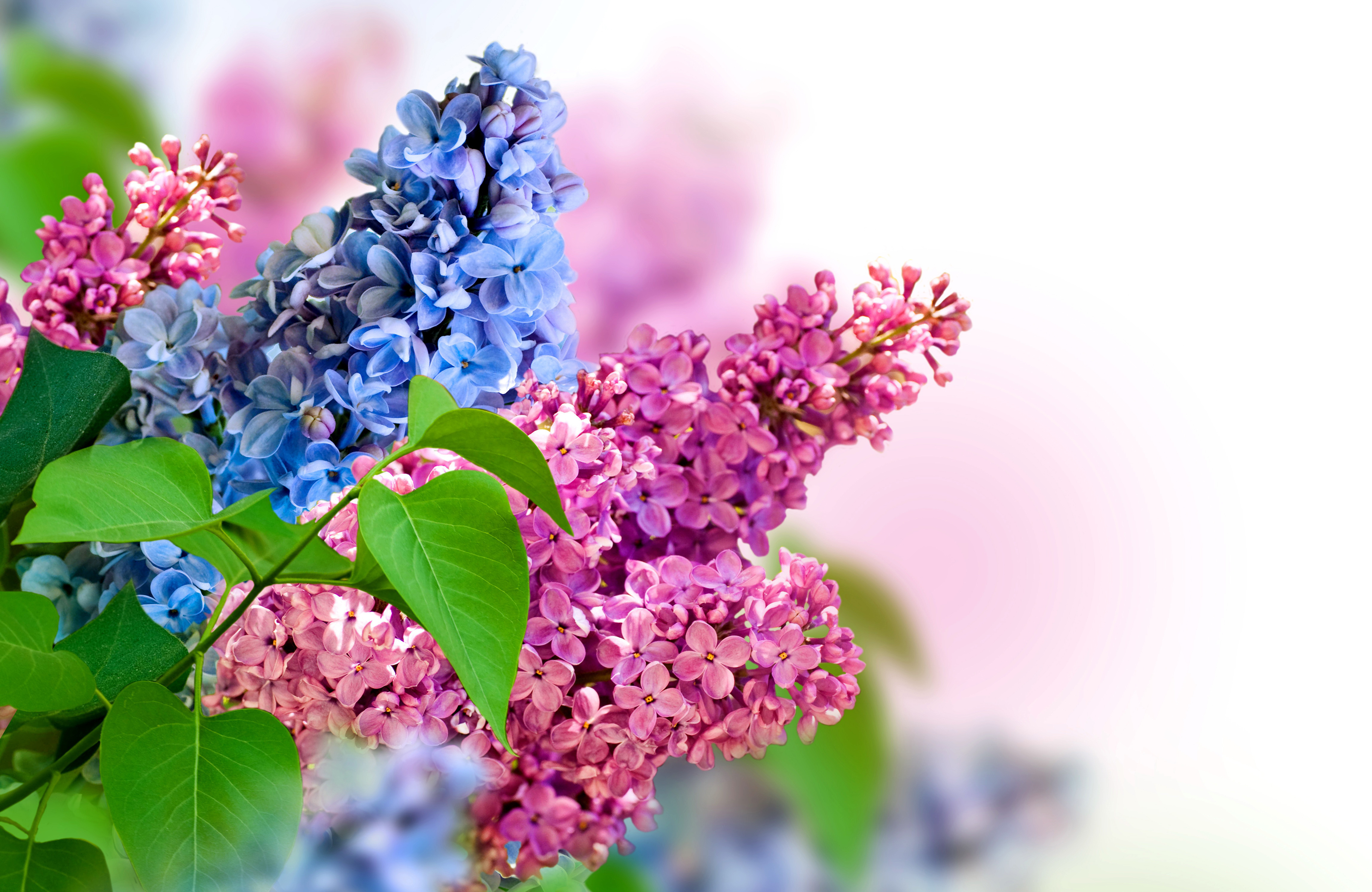 Image: Lilac, flowers, bright