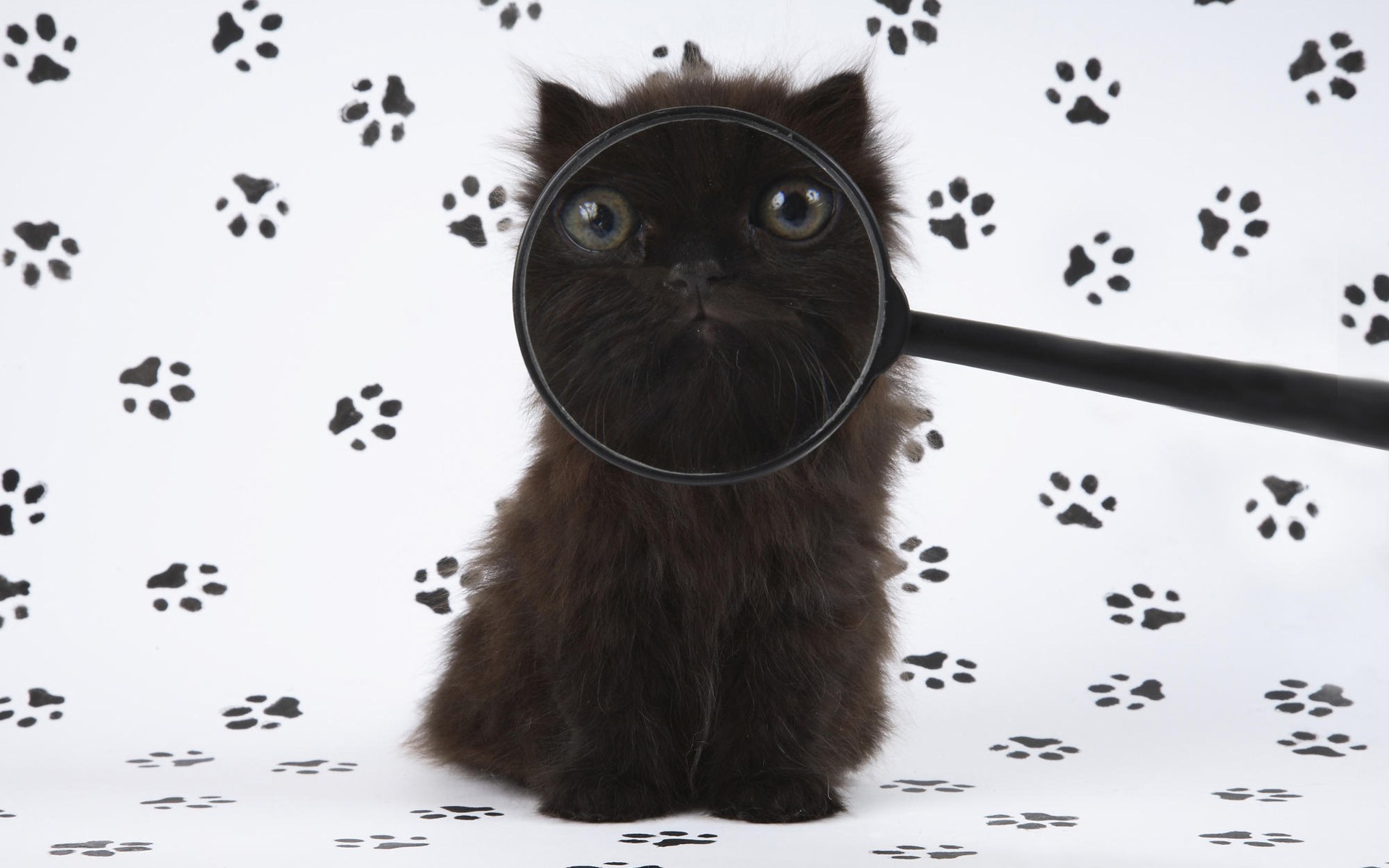 Image: Kitten, black, magnifier, muzzle, eyes, paws, traces, prints, white background
