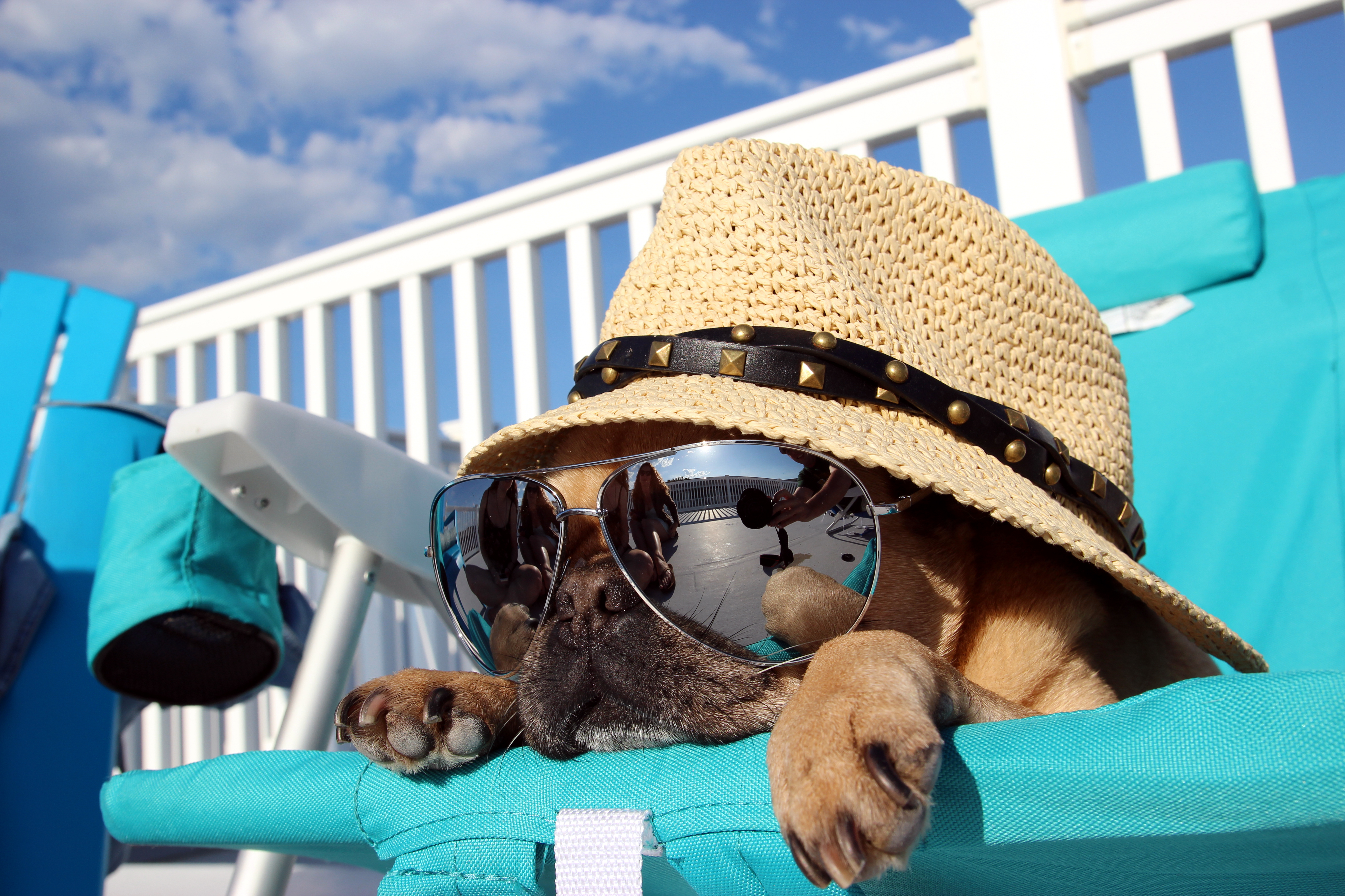 Отпуск. Собака в шляпе и очках. Отдыхающие животные. Путешествие с животными.