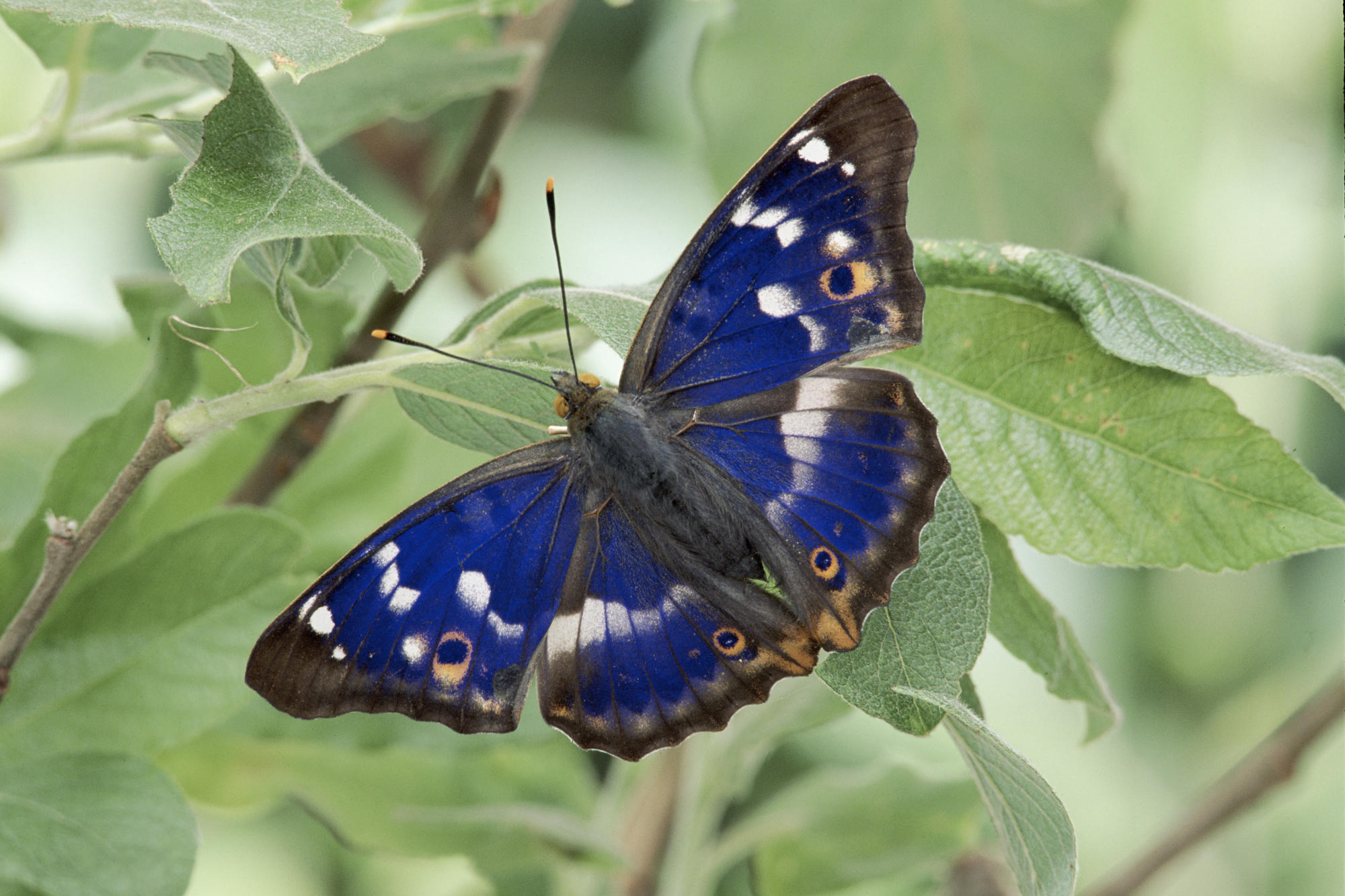 Картинка: Бабочка, крылья, синие, окрас, листья