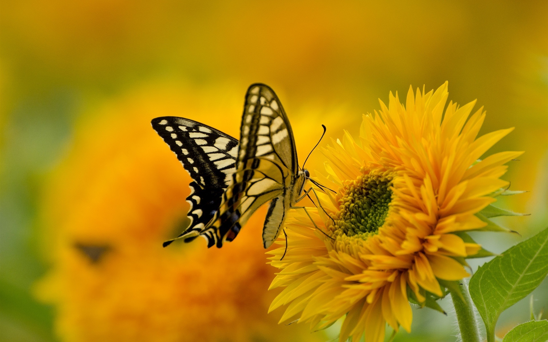 Image: Butterfly, wings, color, flower, sunflower, yellow, sits, collects, nectar, blur
