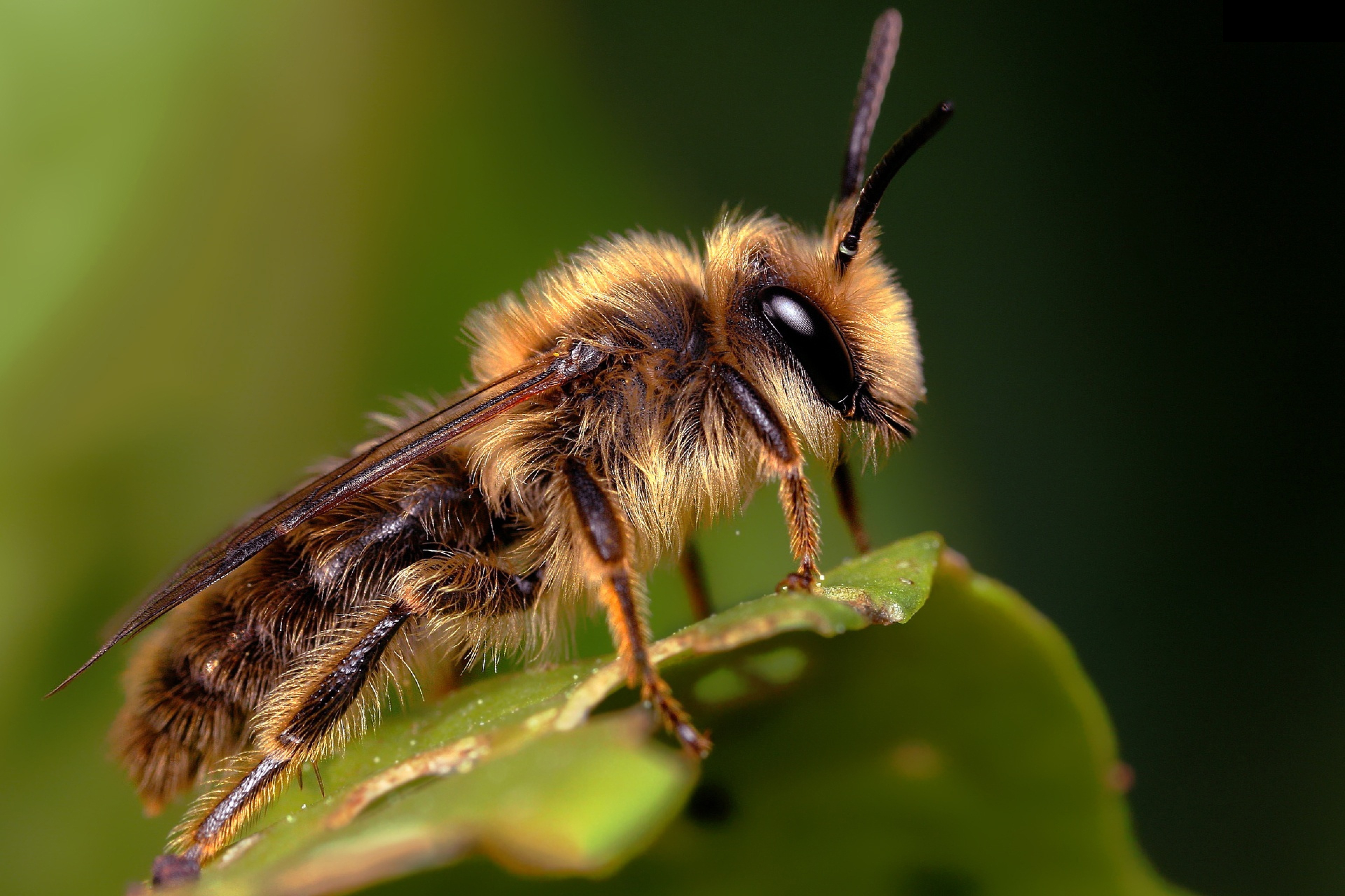 Image: Bee, macro, hairs, insect, leaf