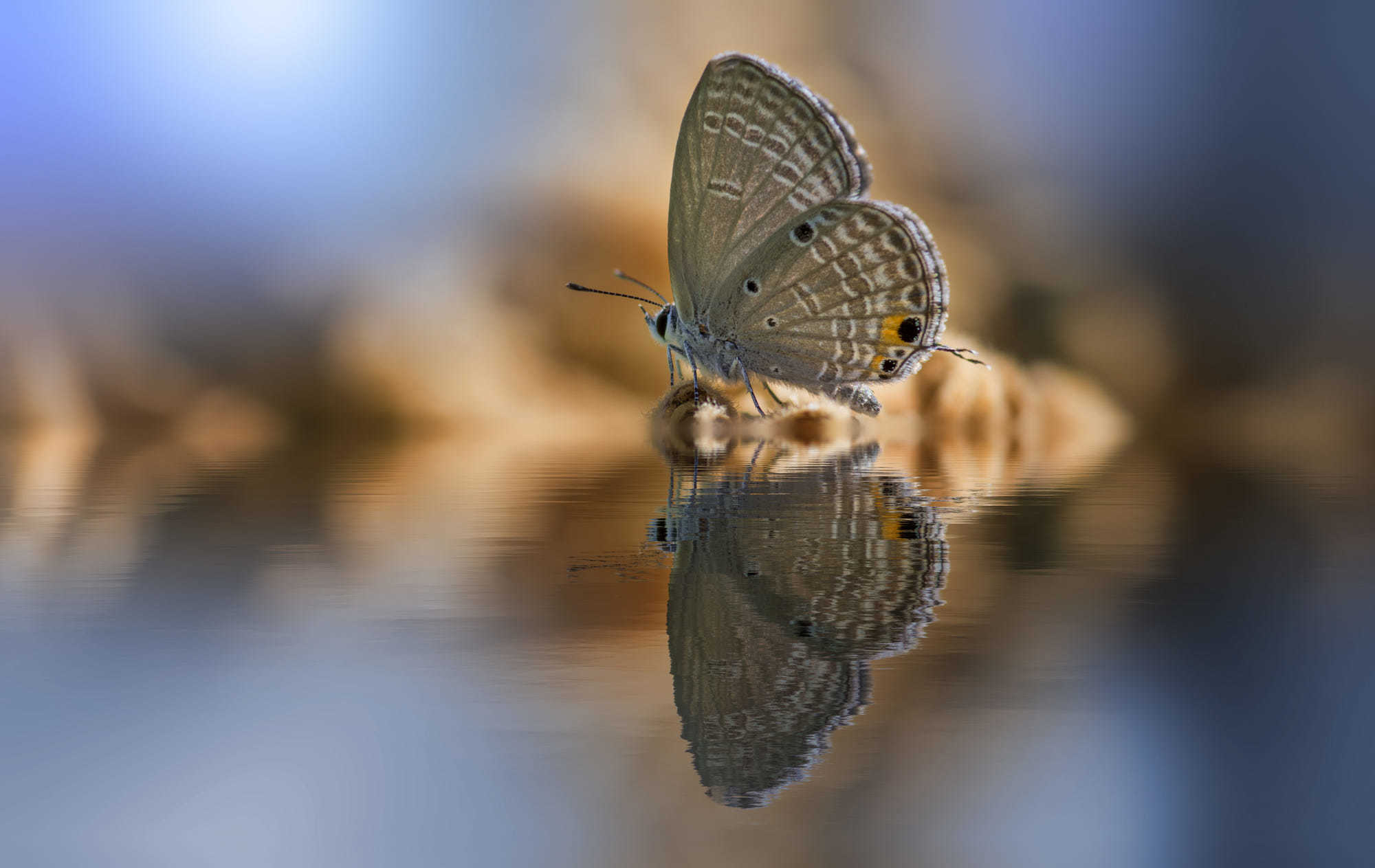 Картинка: Бабочка, вода, сидит, отражение, размытость