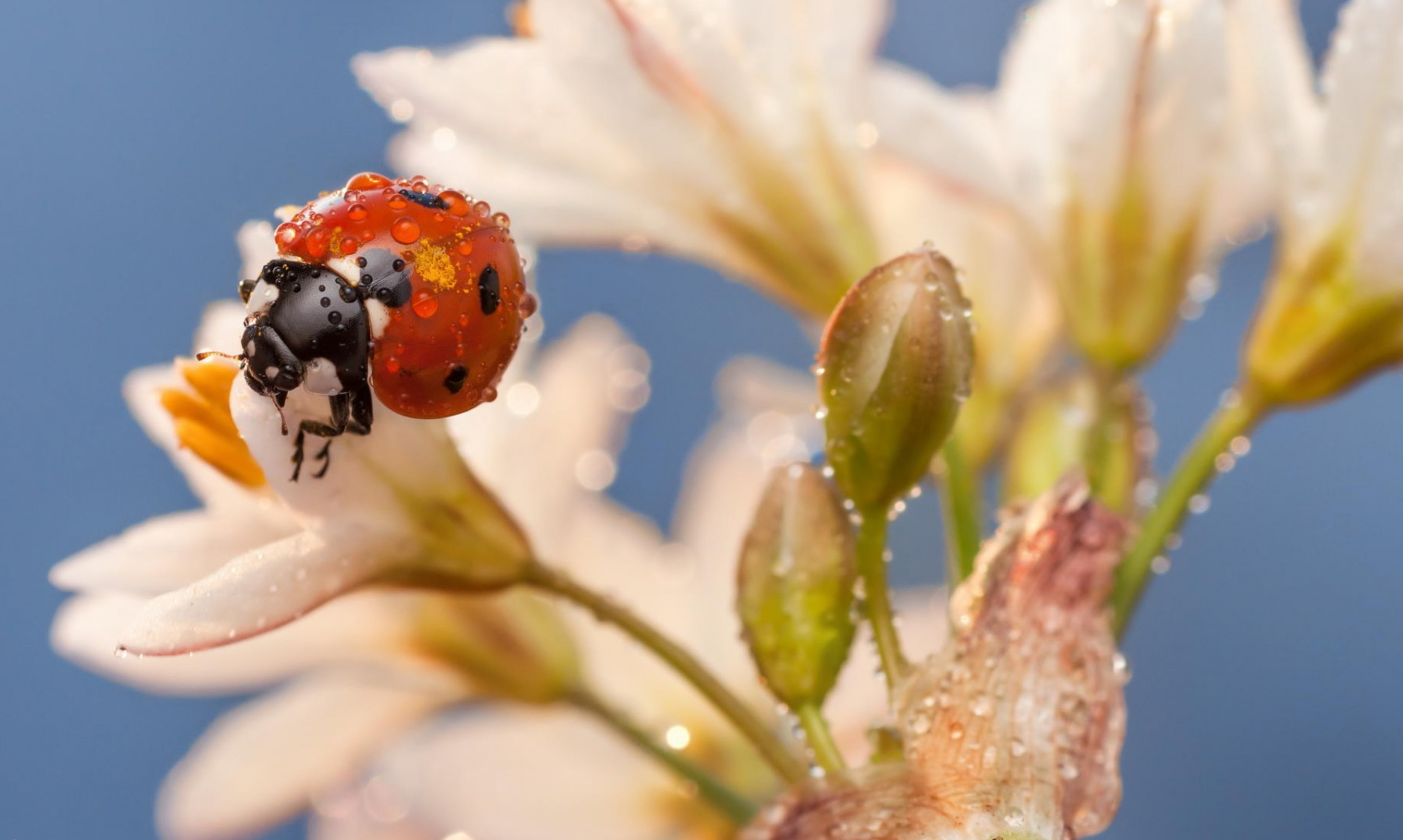 Image: Ladybug, flower, buds, point, dew, drops