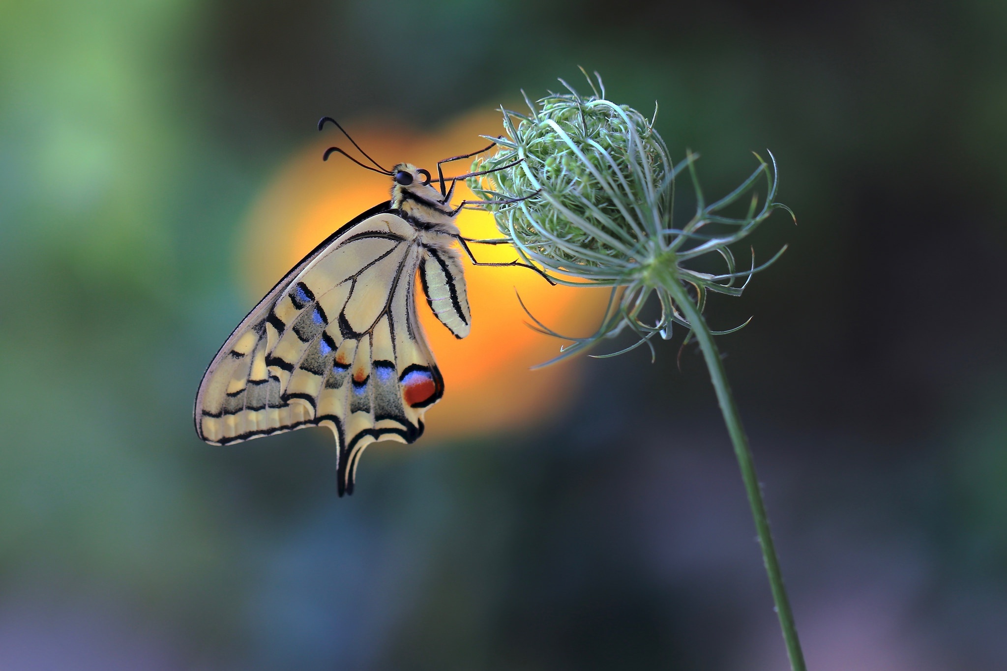 Картинка: Махаон, бабочка, окраска, крылья, цветок, бутон, размытый фон