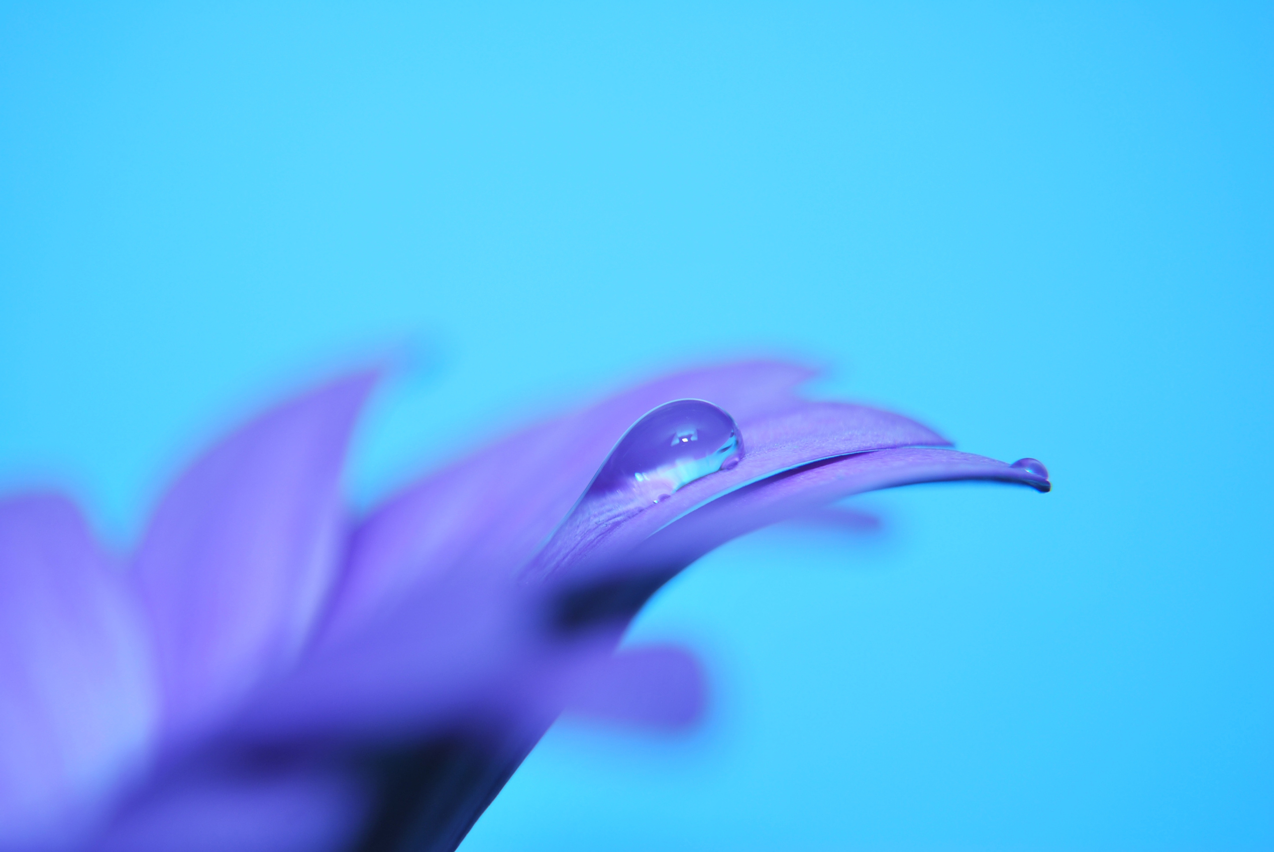 Image: Flower, lilac, purple, drop, blue background