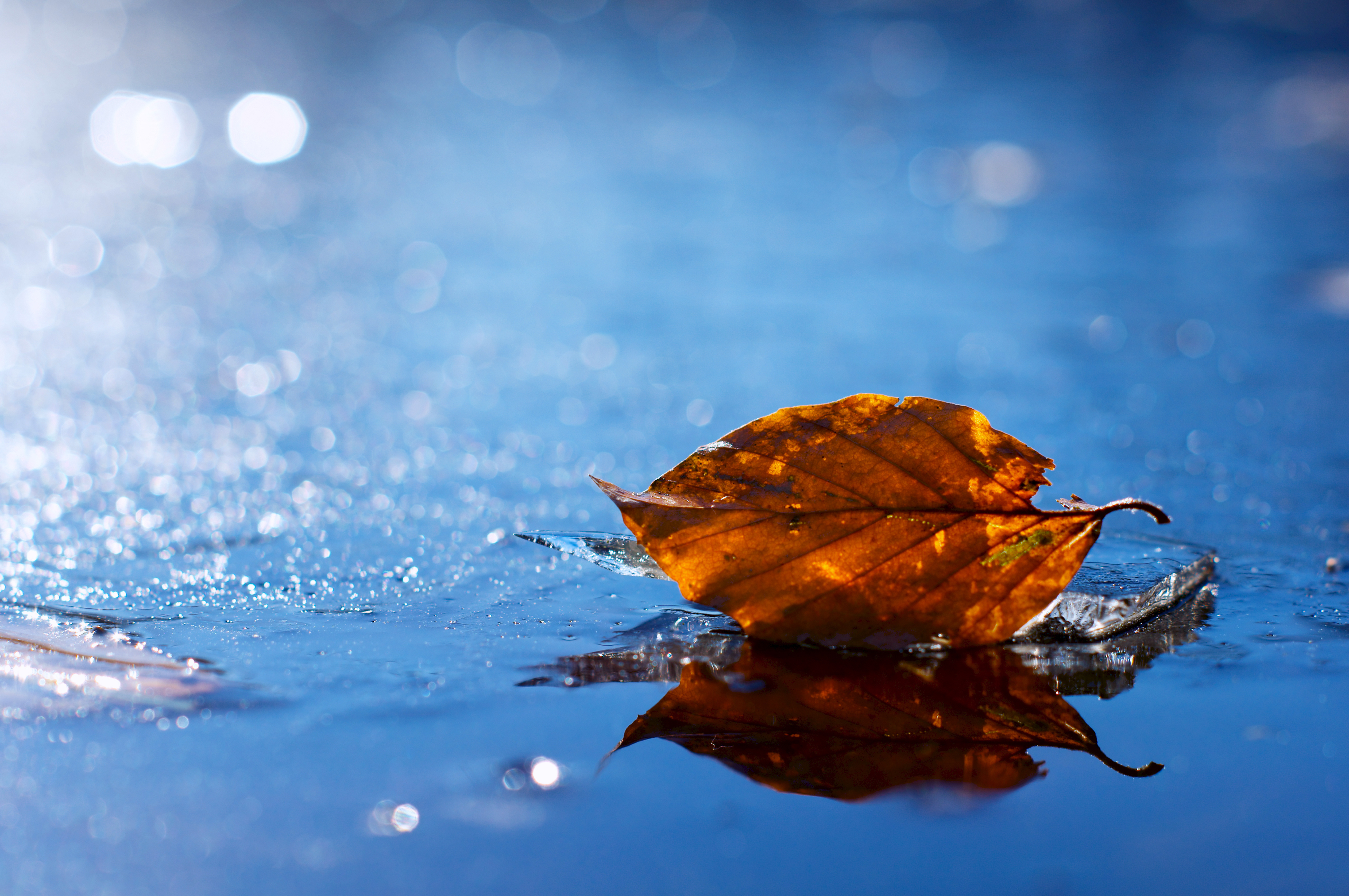 Image: Leaf, water, reflection, bokeh, fallen, lies