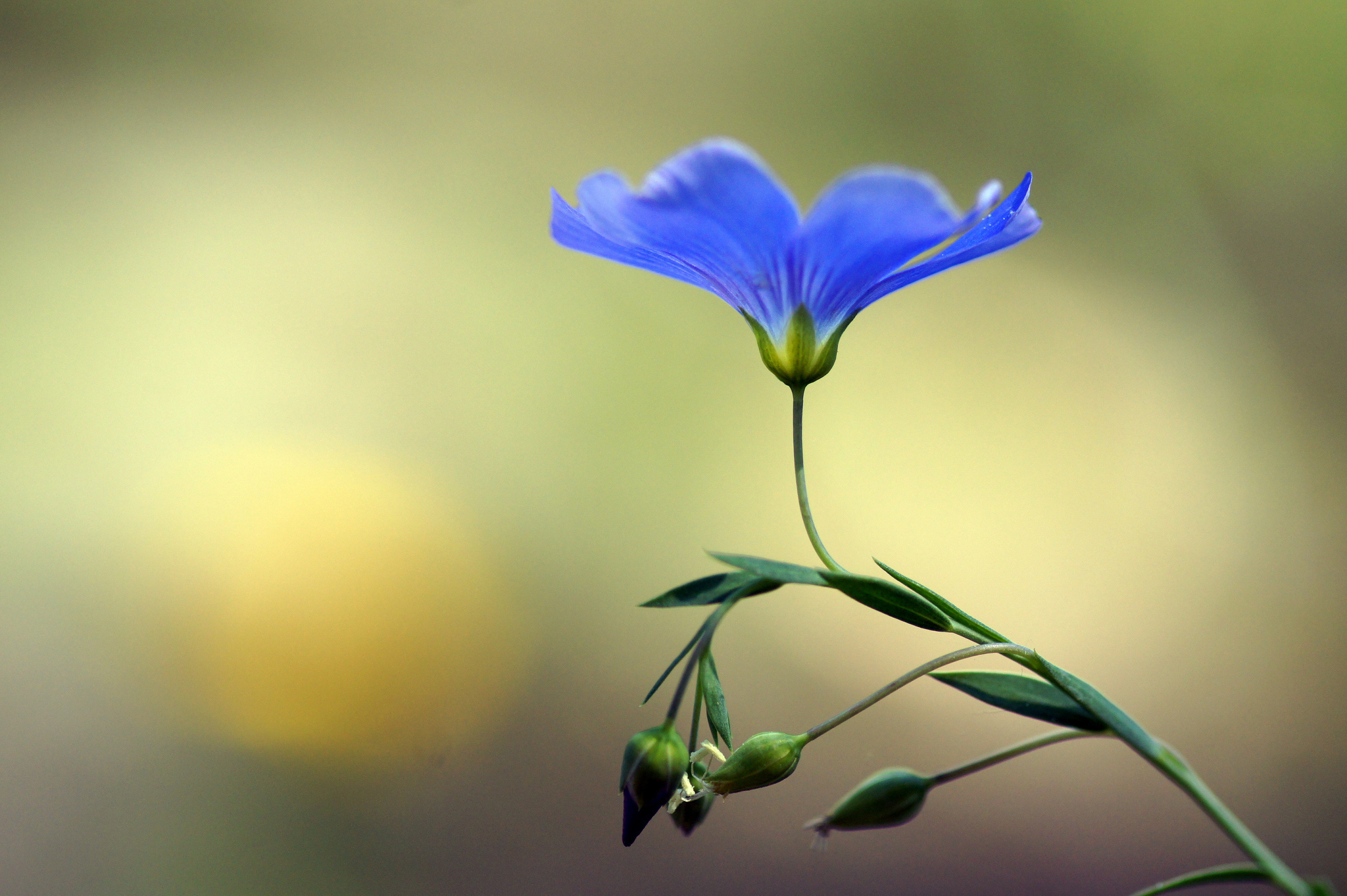 Image: Linen, flower, macro, blue