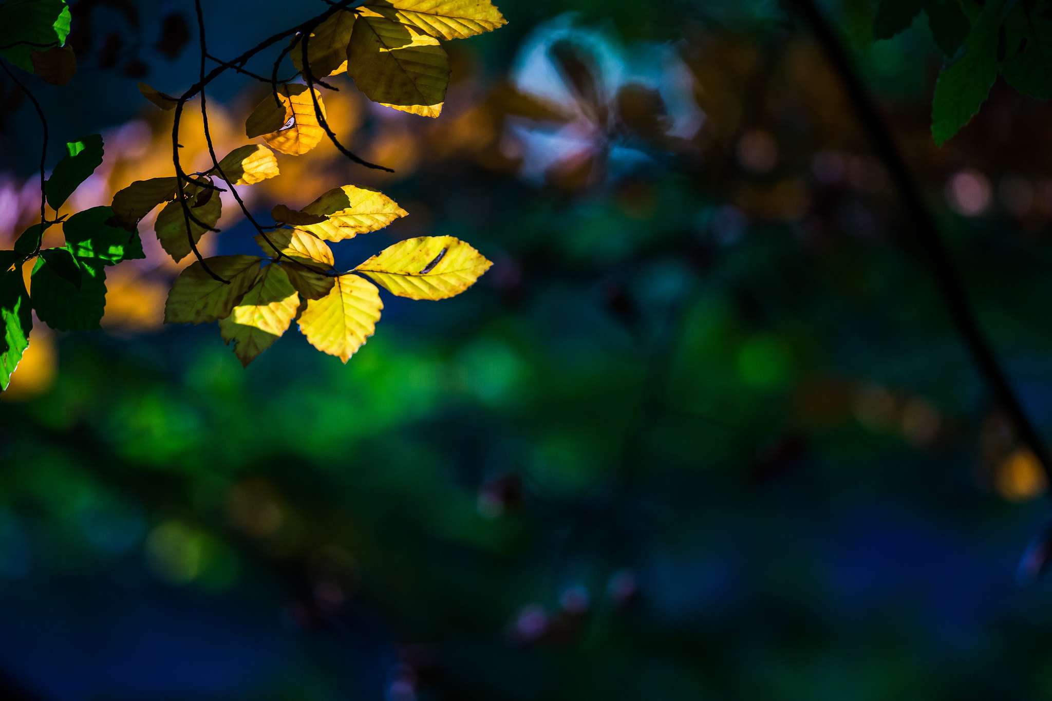 Картинка: Ветка, листья, блики, свет