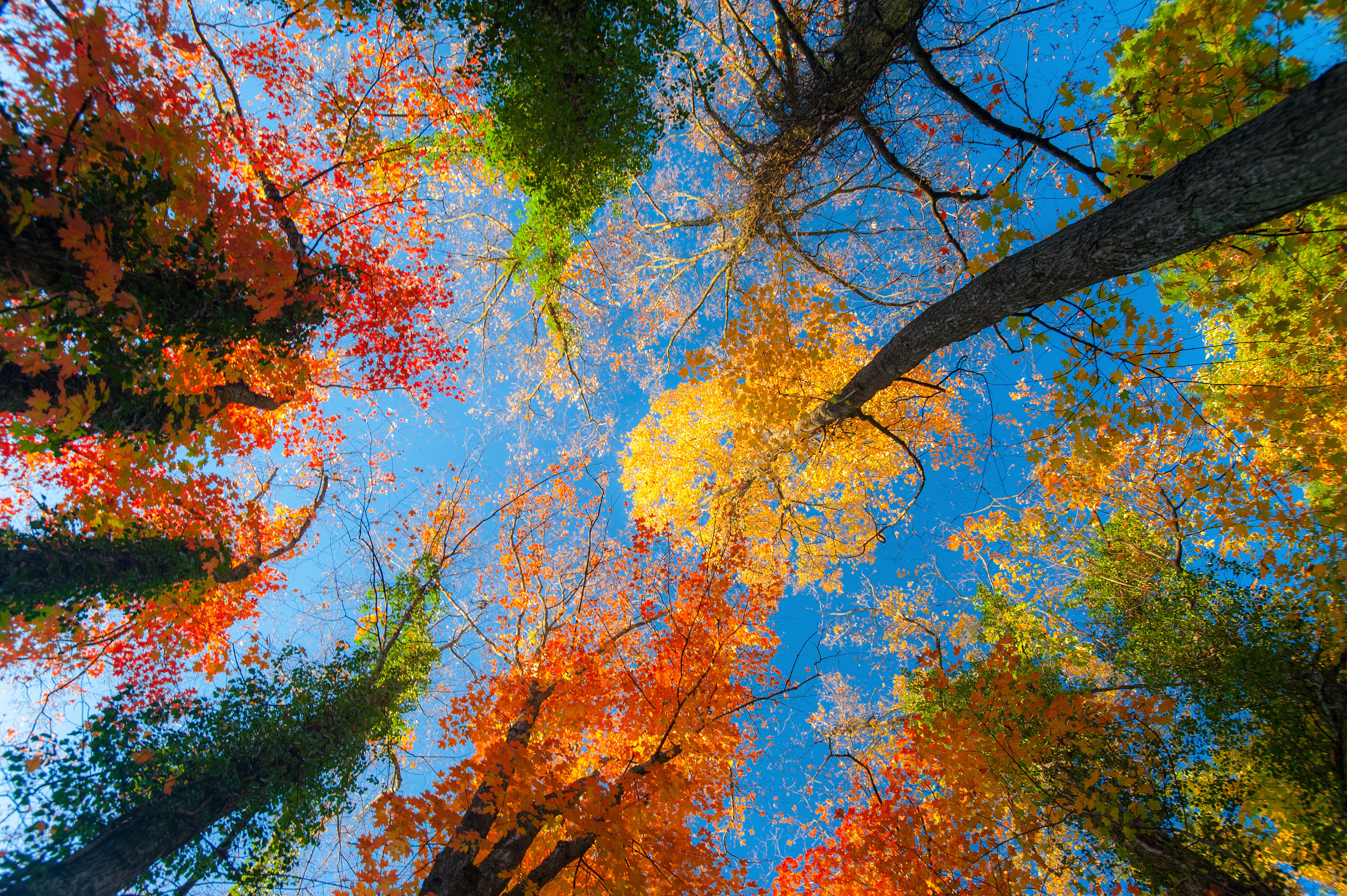 Image: Trees, crowns, leaves, branches, yellow, green, orange, sky, blue, autumn