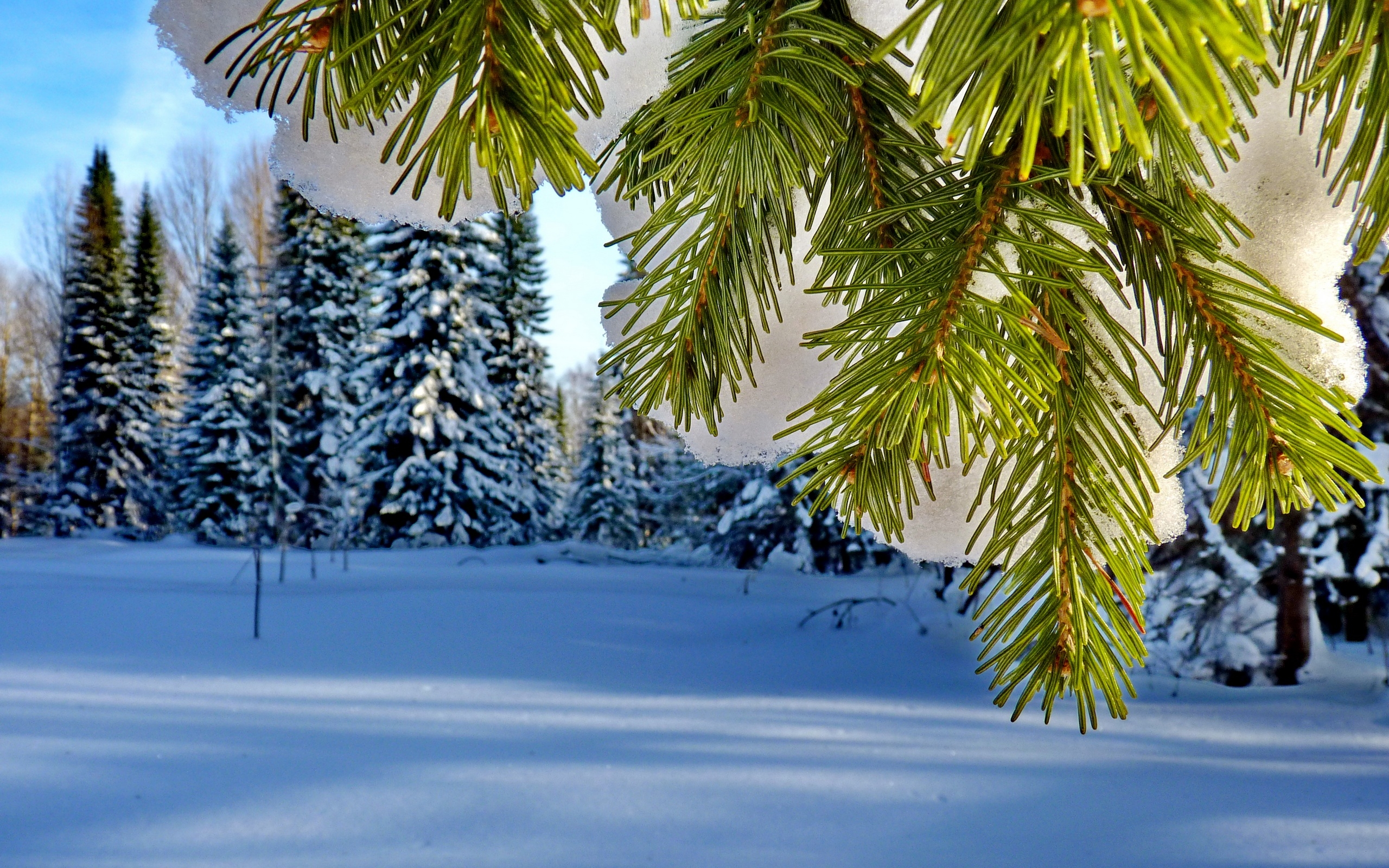 Зимою и летом елочка зеленая была. Новогодняя природа. Елка в зимнем лесу. Зимние картинки на рабочий стол. Декабрь природа.