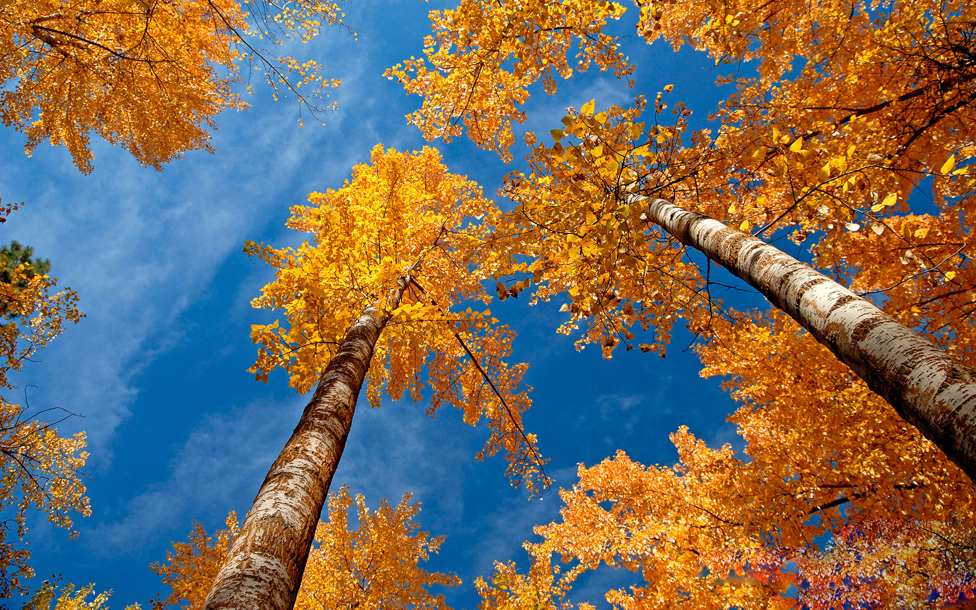 Картинка: Деревья, берёзы, листья, крона, осень, жёлтая, небо