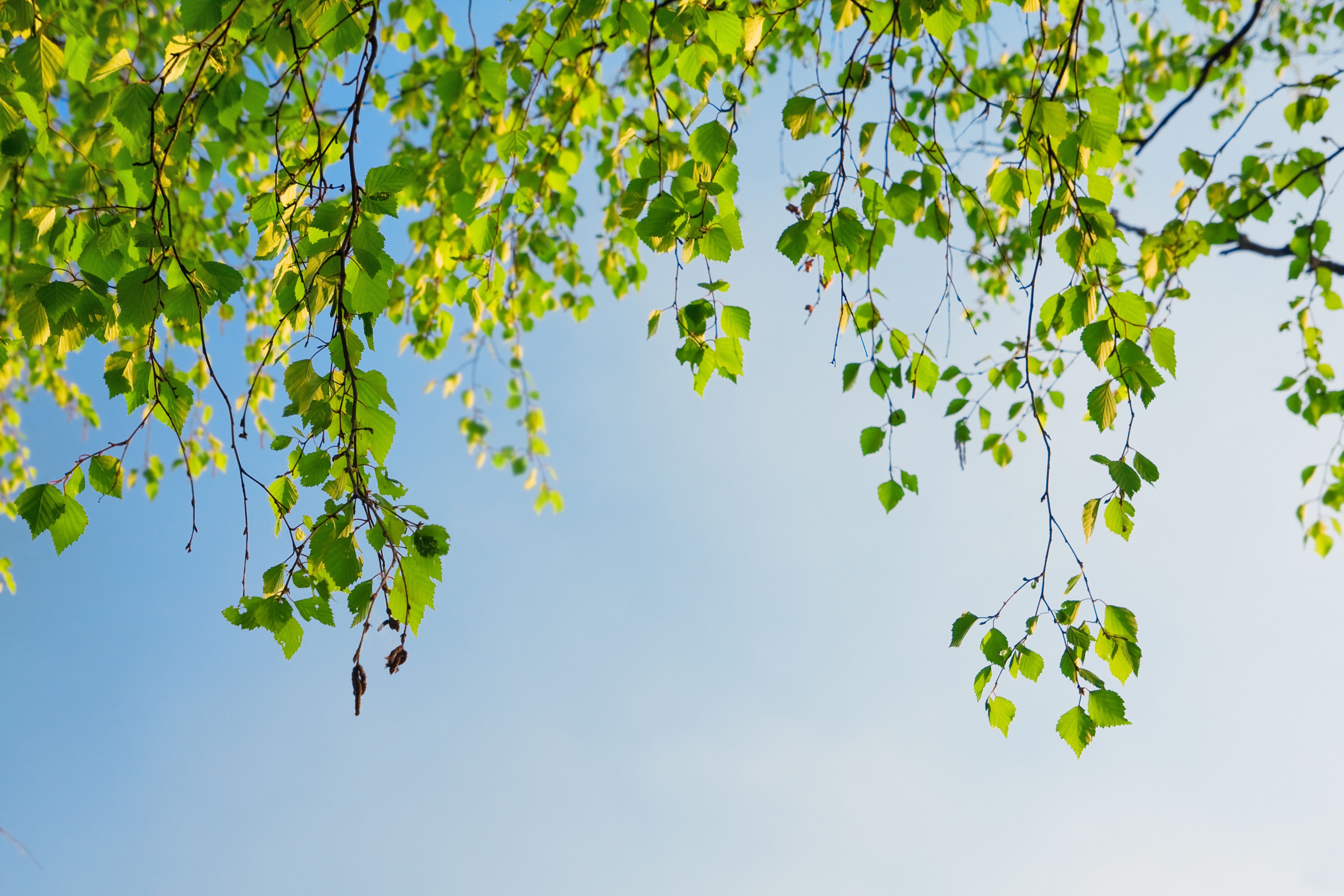 Image: Birch, branches, leaves, sky