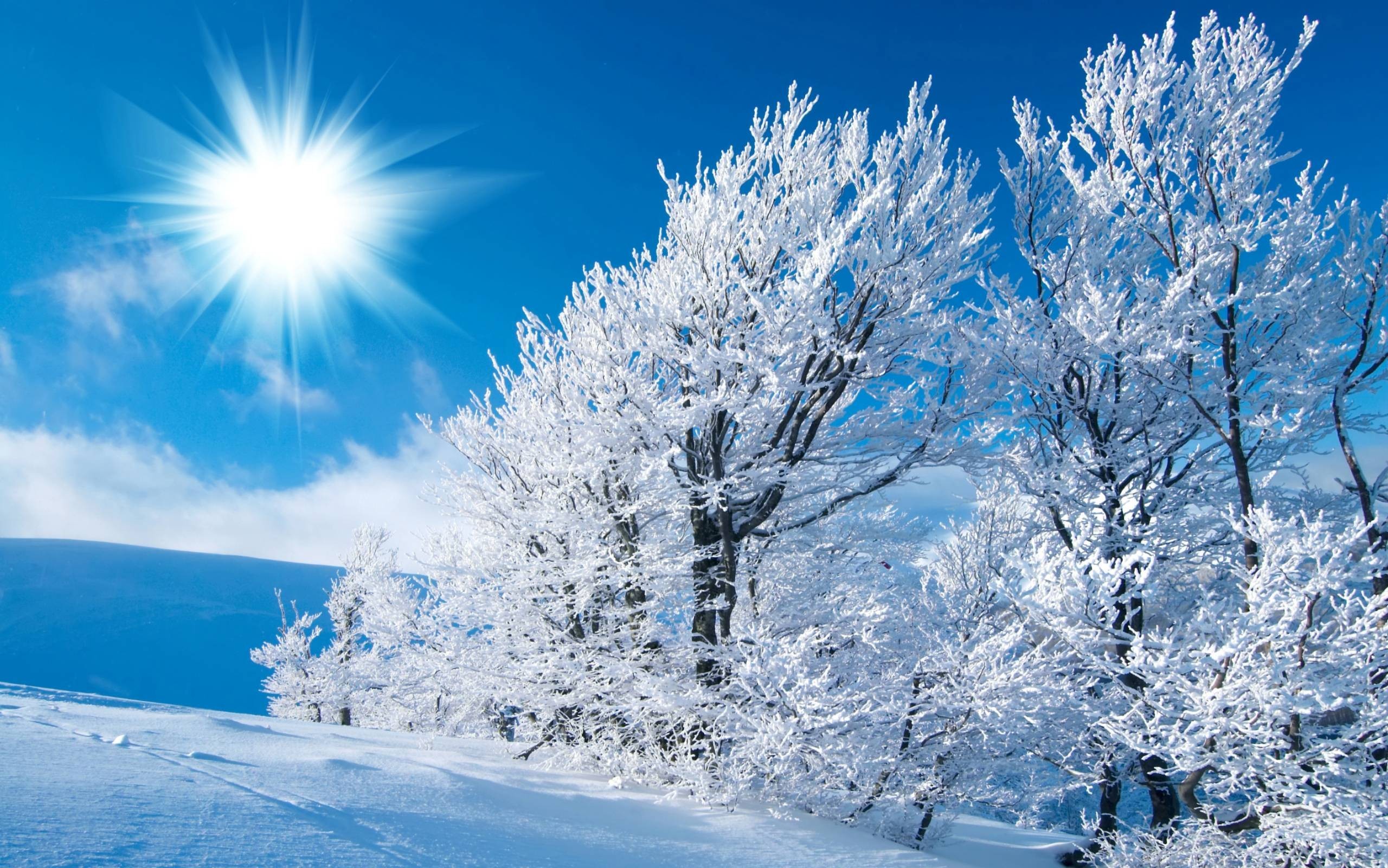 Image: Winter, field, sky, trees, sun, snow, frost
