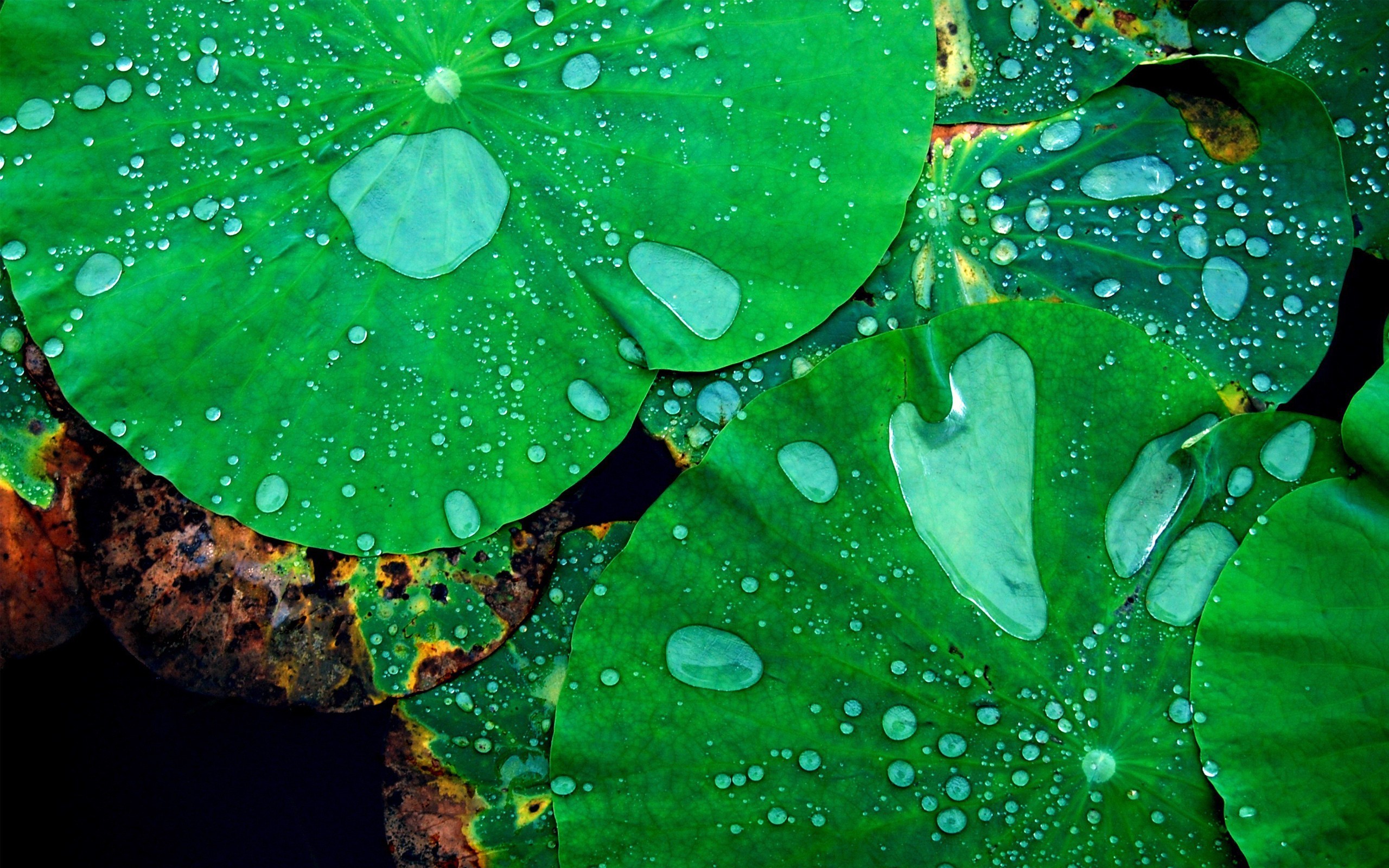 Image: Drops, Lotus, green, leaves, plant, water
