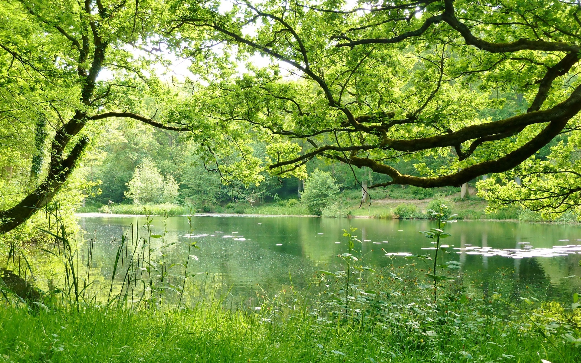 Картинка: Деревья, лес, речка, зелень, лето, трава, вода