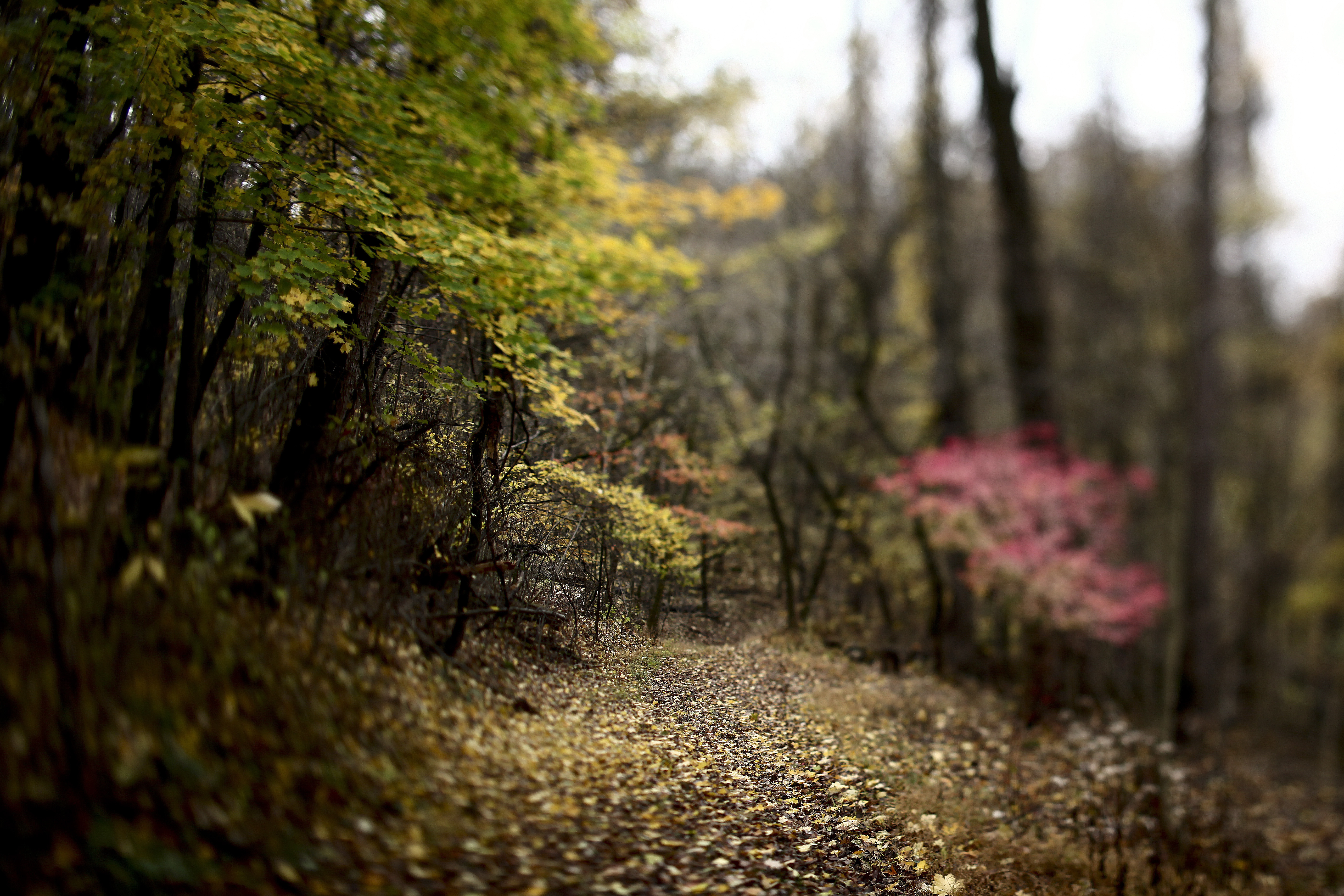 Картинка: Лес, деревья, листья, осень, тропа, дорожка, размытость