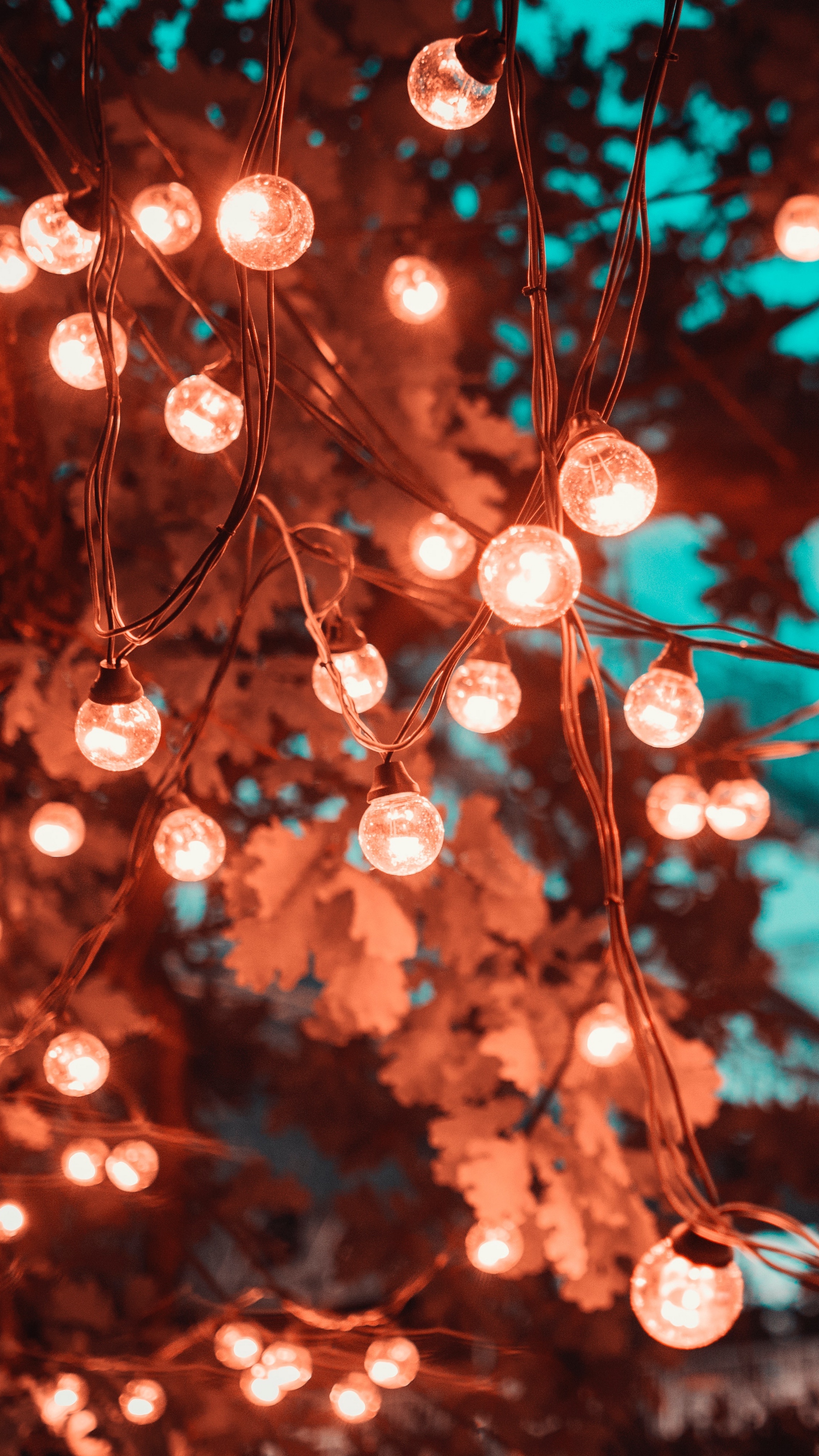 Image: Lamps, wires, light, leaves, branches