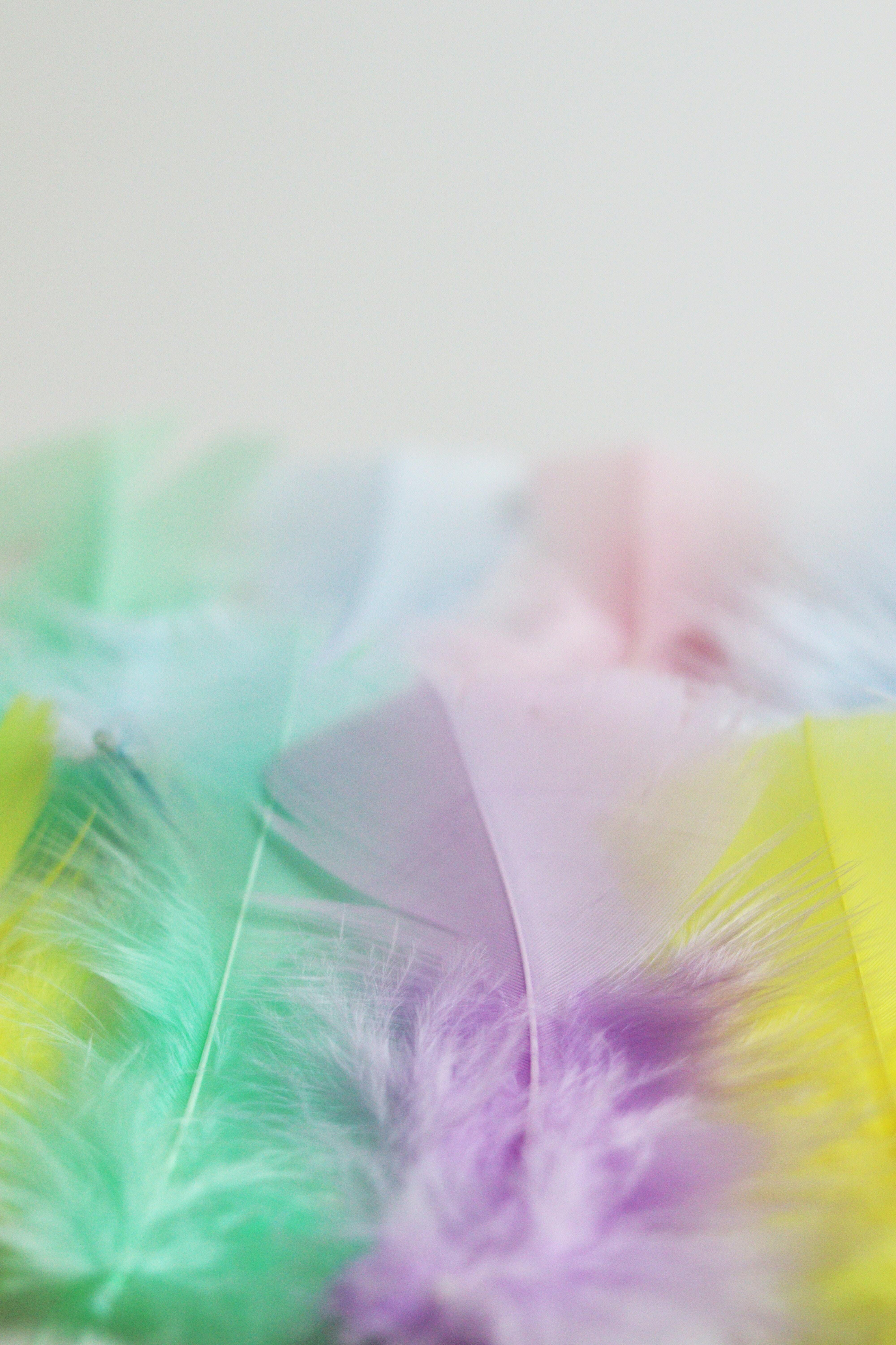Image: Feathers, multicolored, quantity