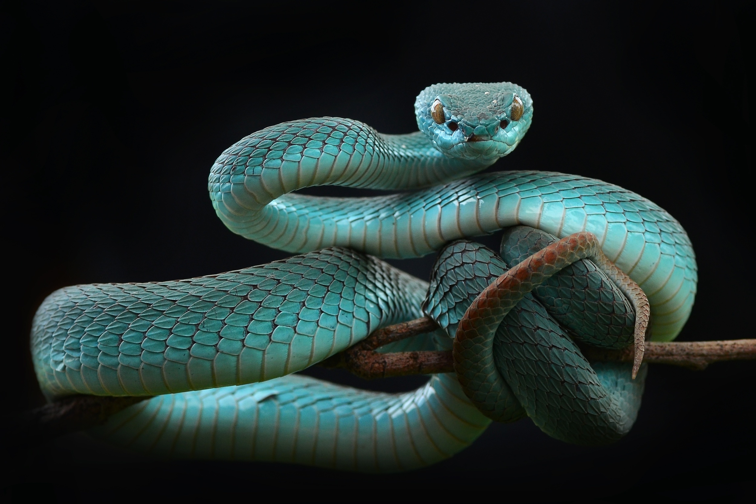 Image: Reptile, snake, viper, blue keffiyeh, branch, background