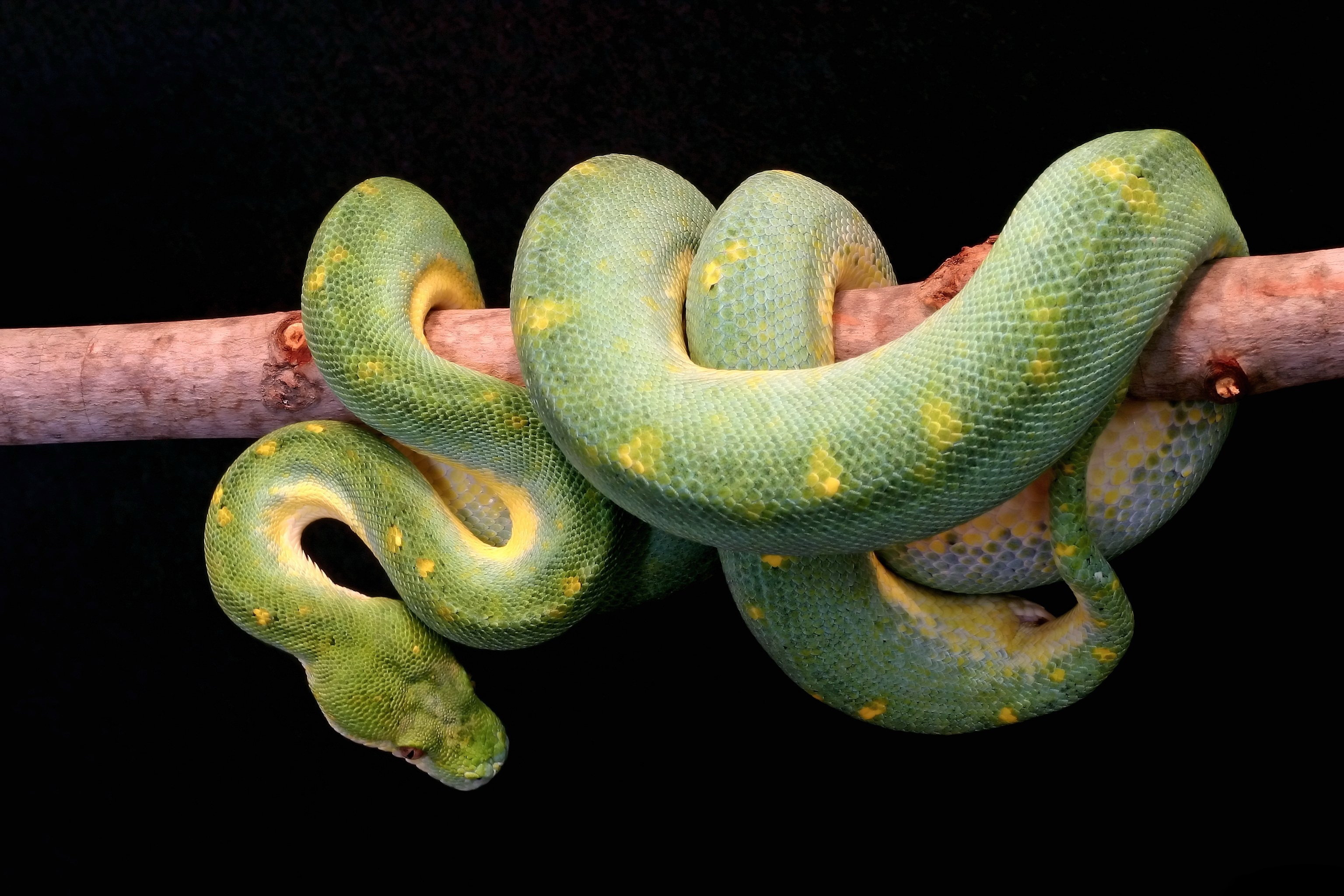 Image: Snake, scales, branch, hanging, dog-headed boa, green, Green tree boa