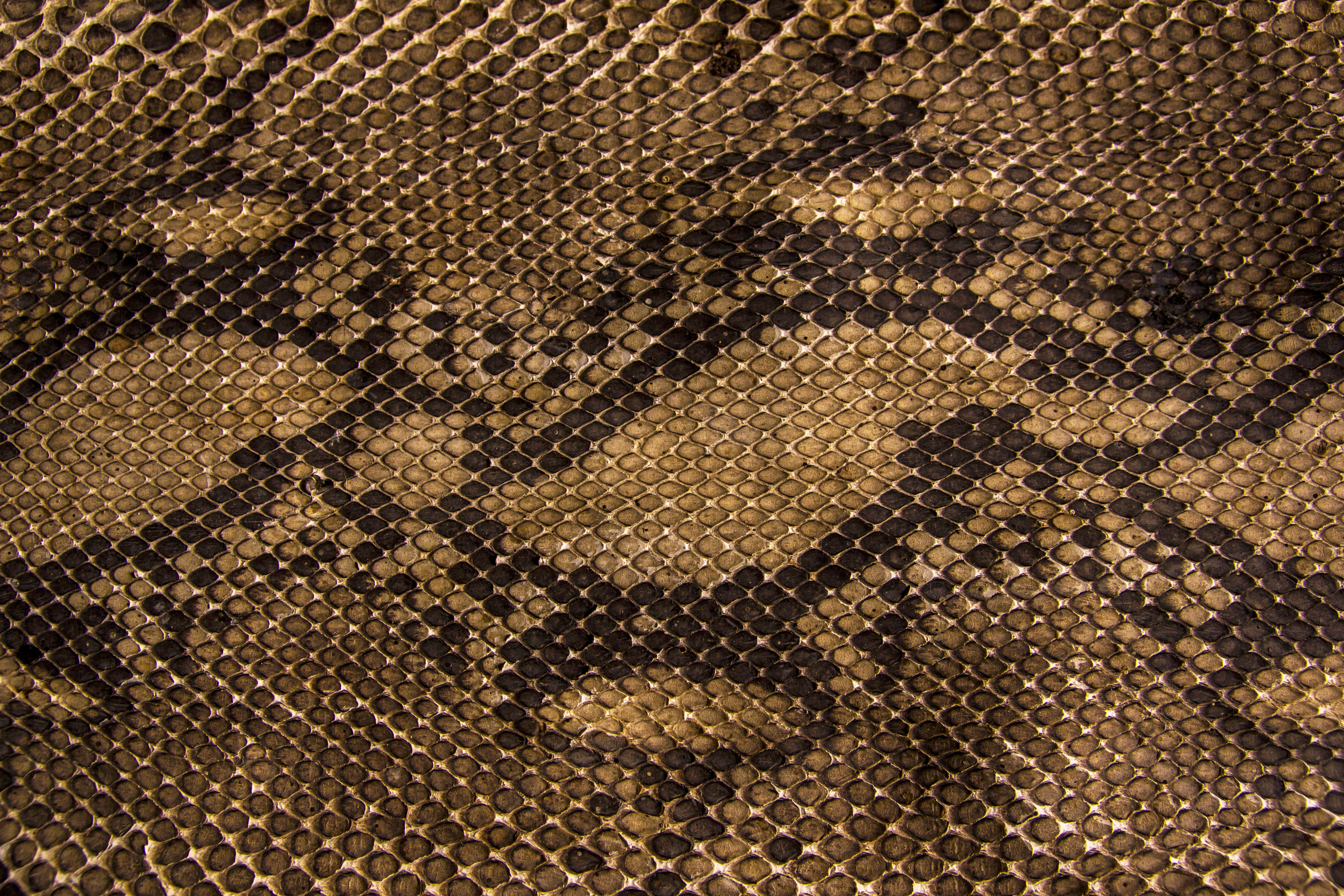 Image: Snake skin, scales, drawing