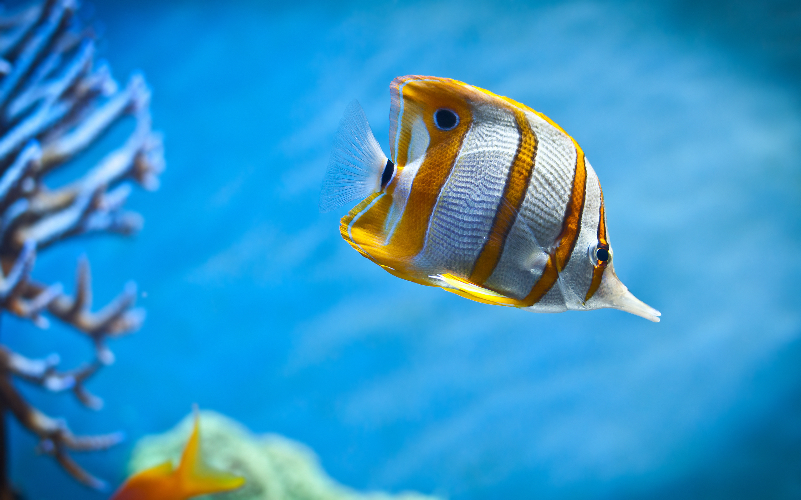 Image: Long-nosed, butterfly fish, helmon, stripes, yellow, corals
