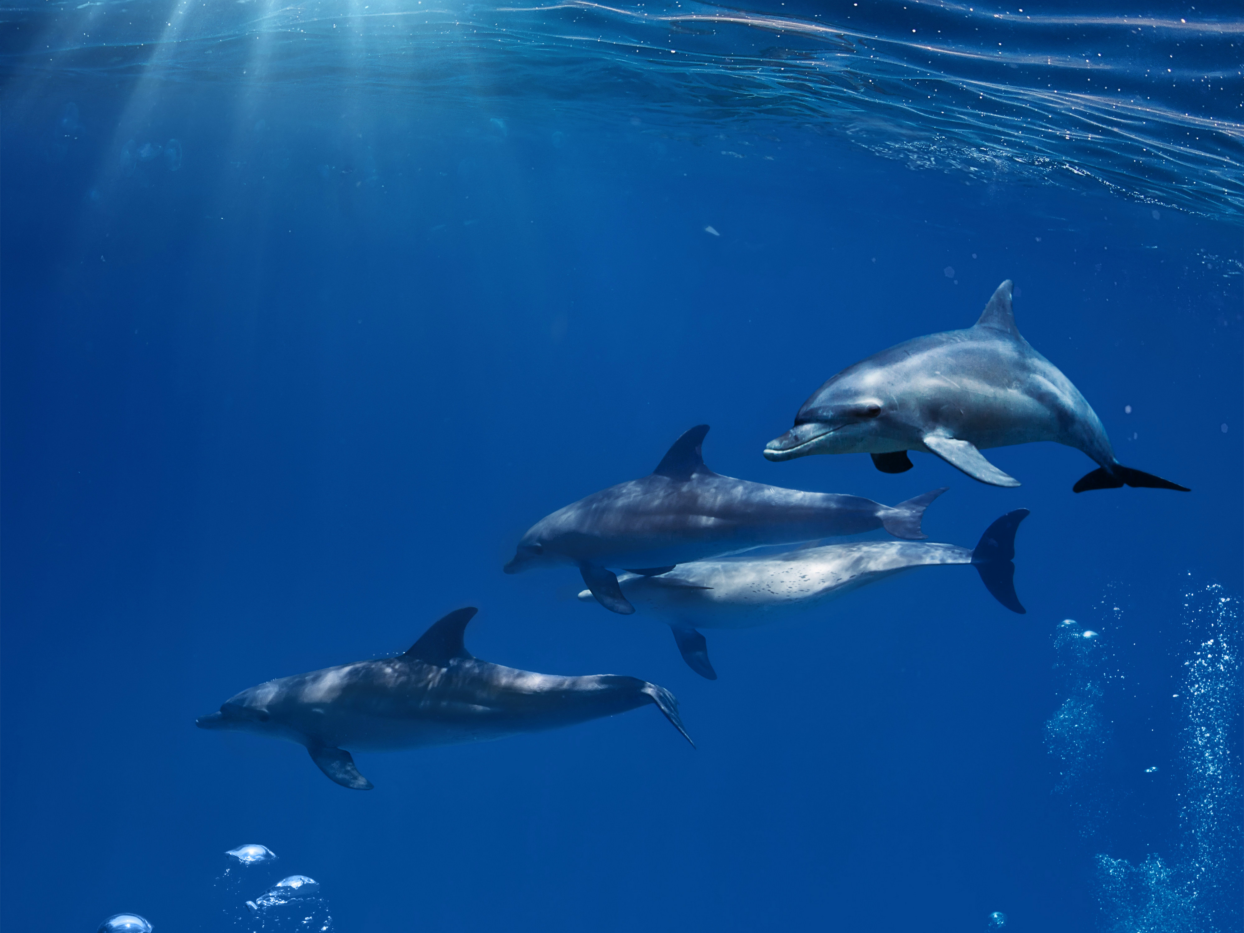 Картинка: Дельфины, стая, океан, пузыри, под водой, свет, блики