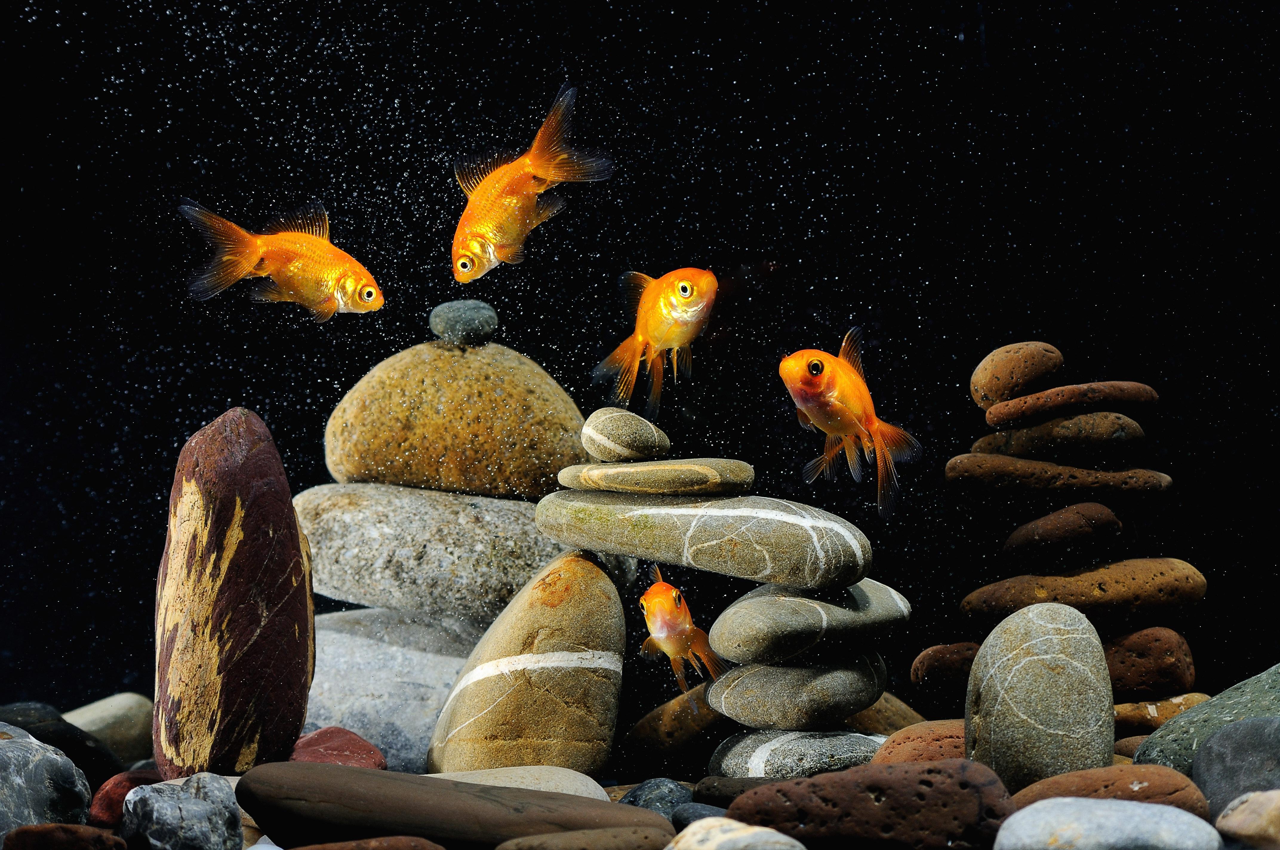 Картинка: Золотая рыбка, камни, галька, пузырьки, плавают, тёмный фон