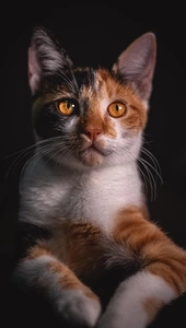 Картинка: Кошка, морда, трёхцветная