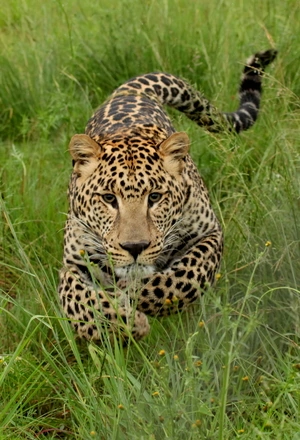 Image: Leopard, running, attack, grass, spotted, cat, predator